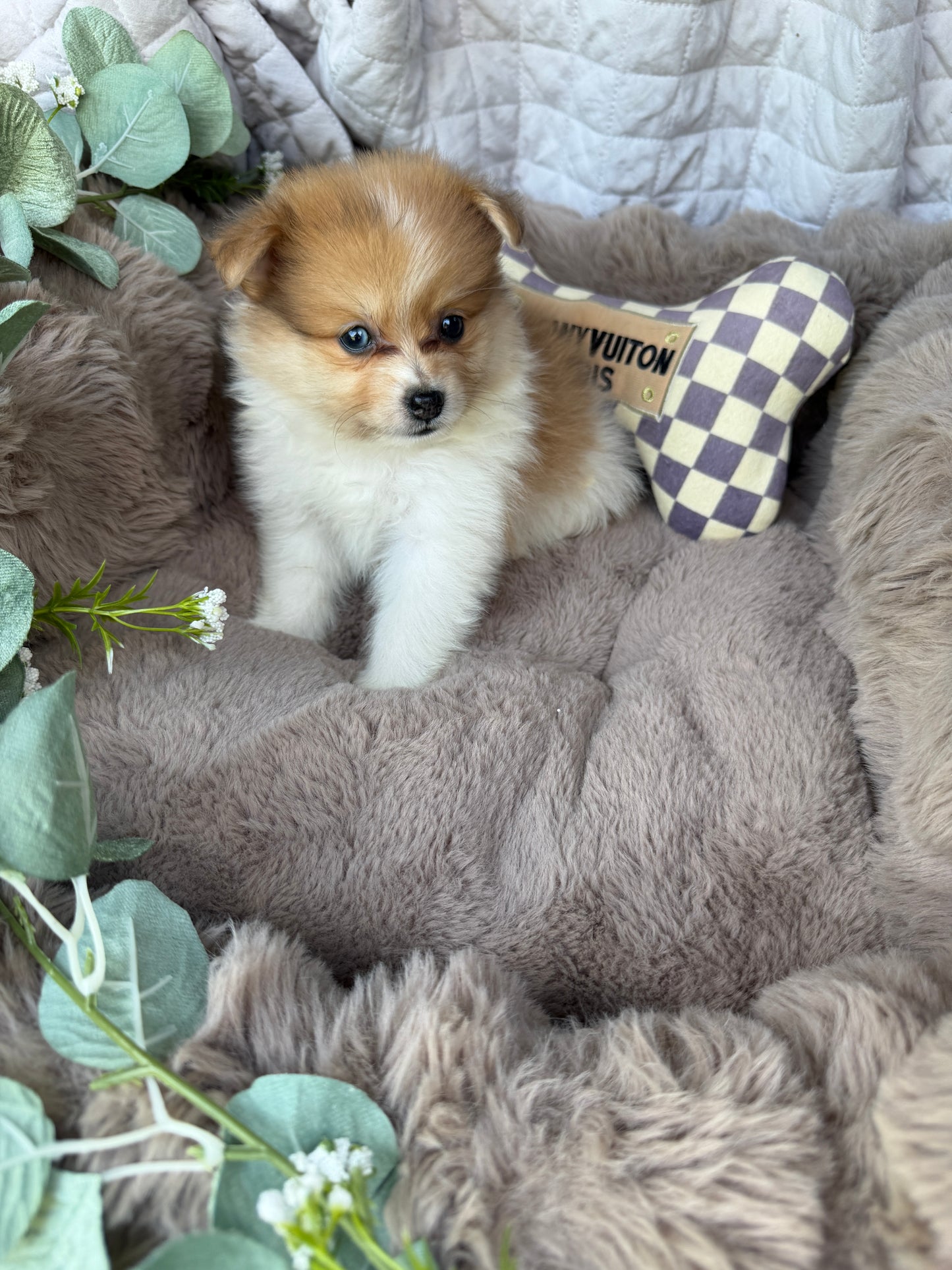 Millie Mae 🩷 | Female Toy Pomeranian