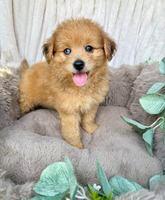 Xena 💖 | Female PomaPoo Puppy