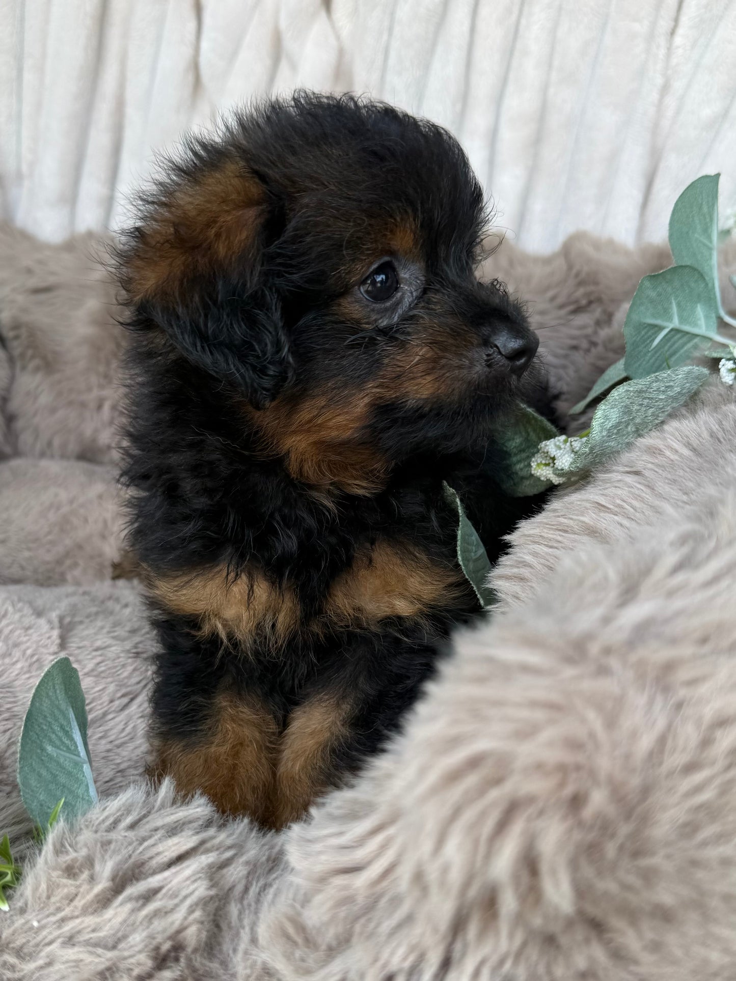 Onyx 🖤 | Male PomaPoo Puppy
