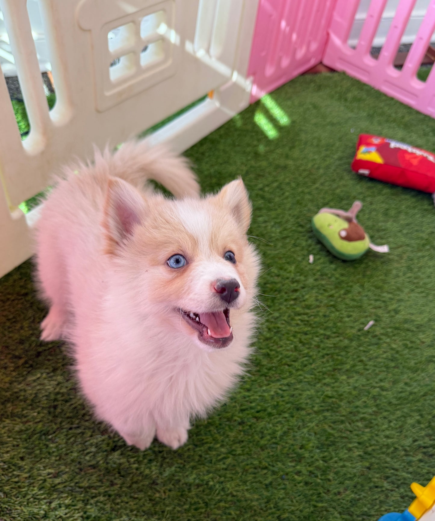 “Atlas” Male Pomsky Puppy