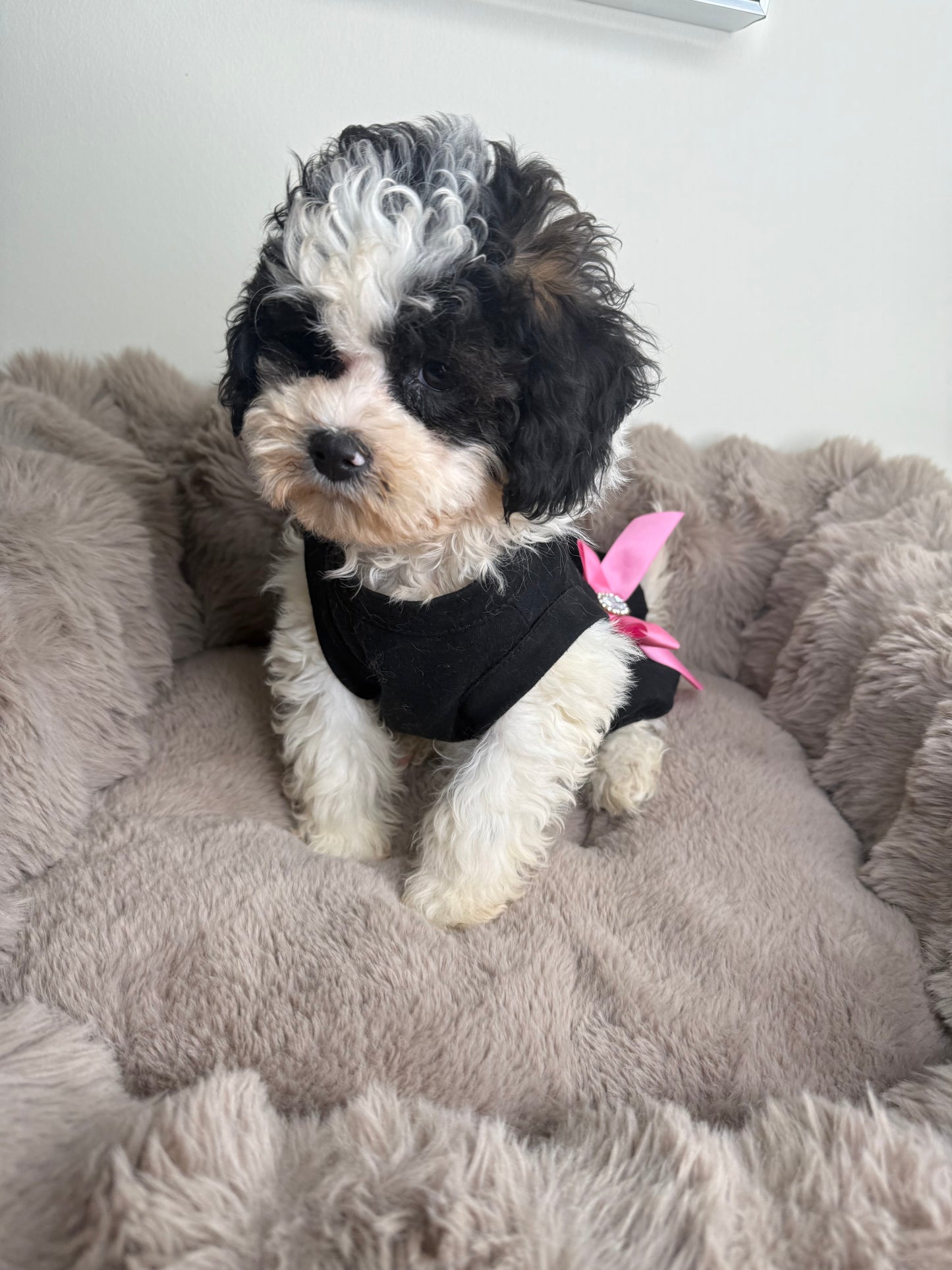 Lillian “Lil” 🌸 | Female Maltipoo