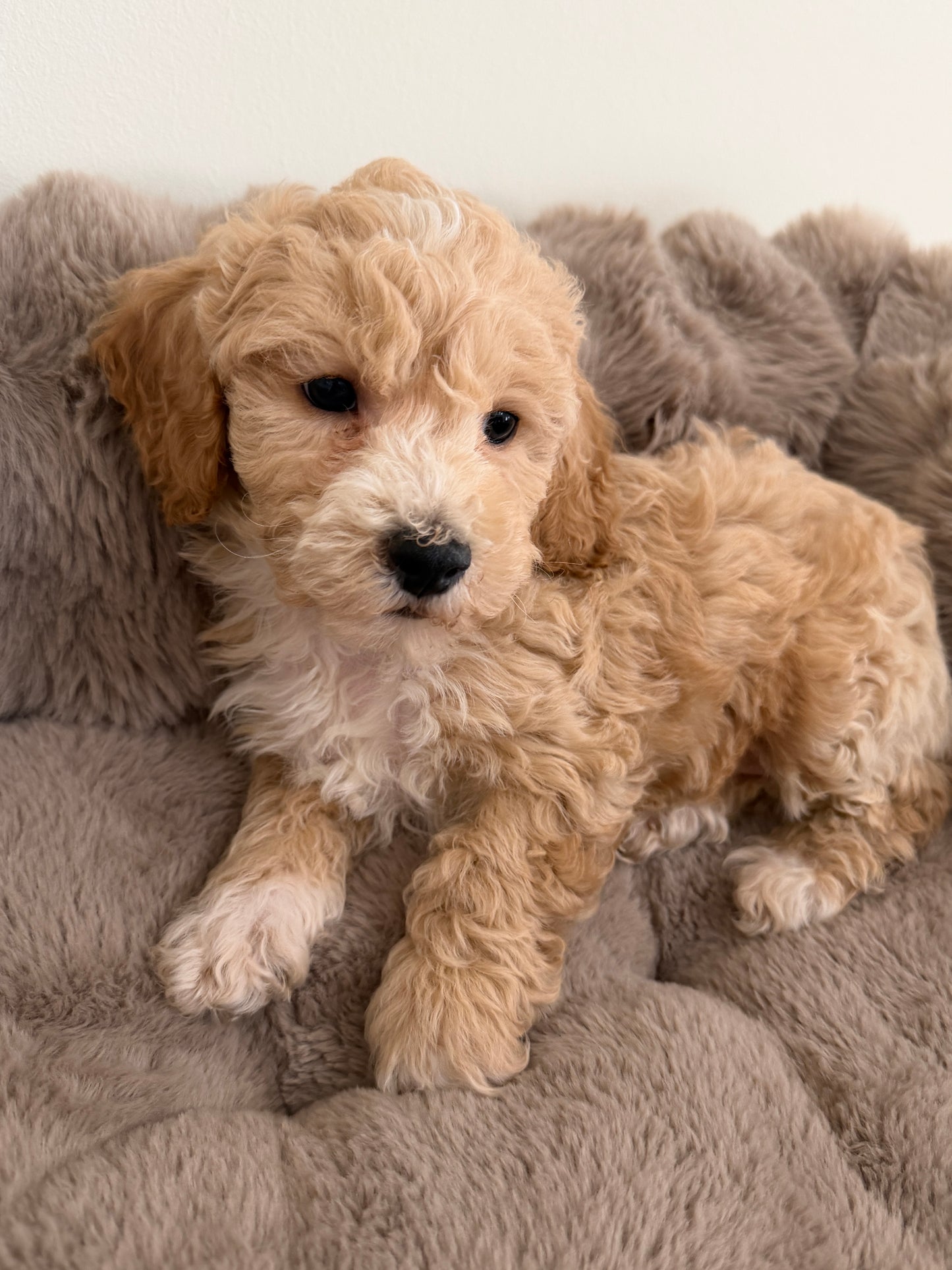 Teddy James🤎 | Male Maltipoo