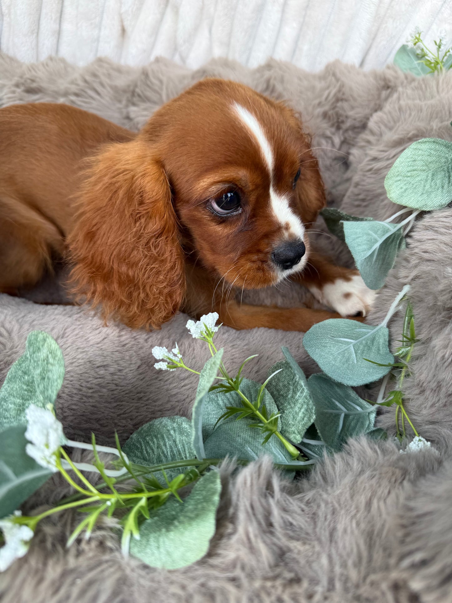Roscoe 👑 | Male Cavalier King Charles Spaniel