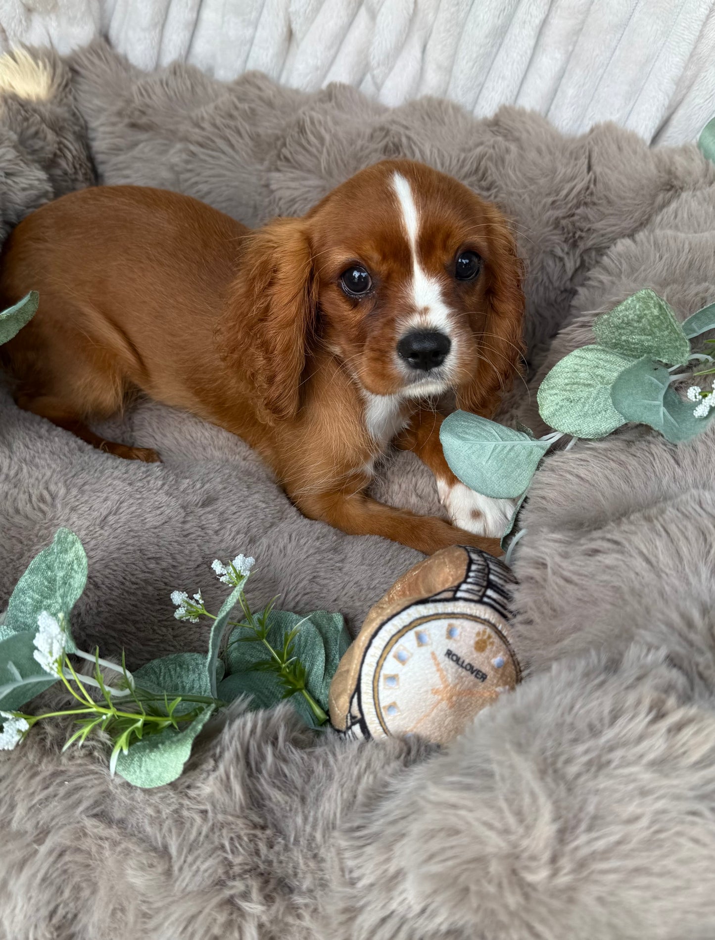 Roscoe 👑 | Male Cavalier King Charles Spaniel