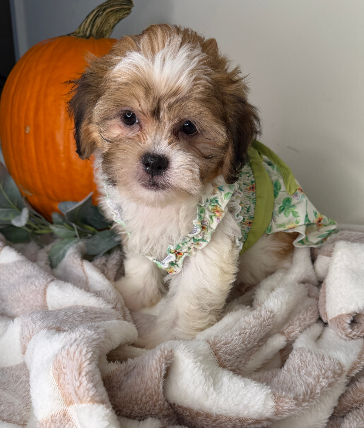 Clover: Maltipoo Girl
