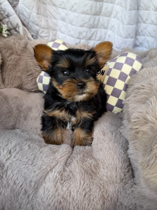 Nico 💙 | Male Toy Yorkie
