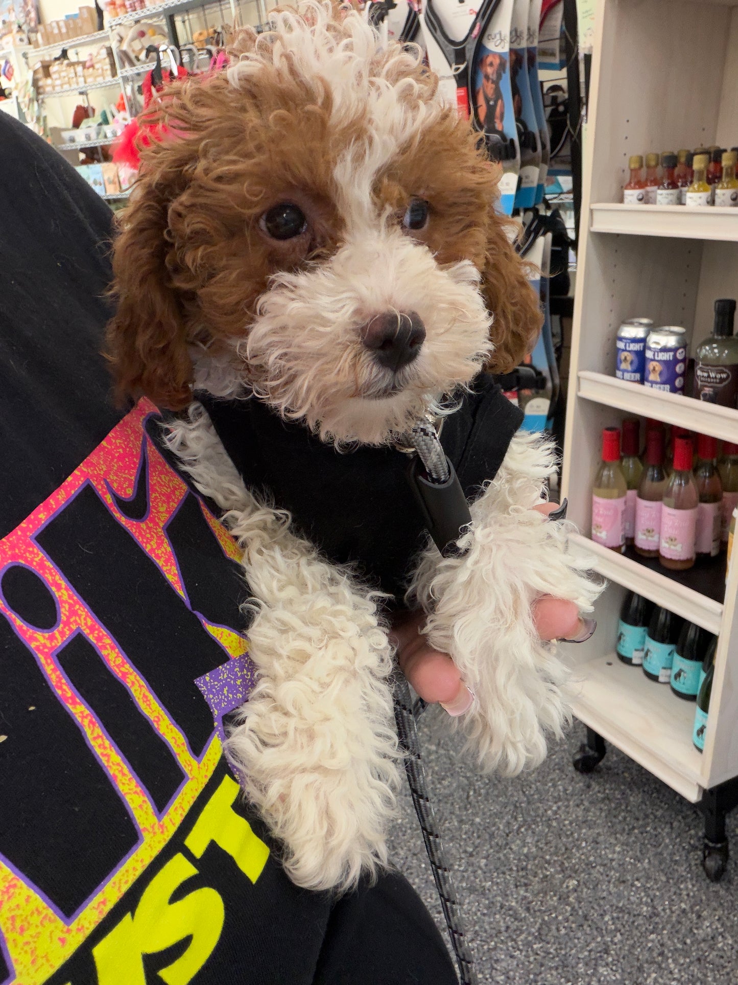 Layla 🤍 Female Cockapoo Puppy