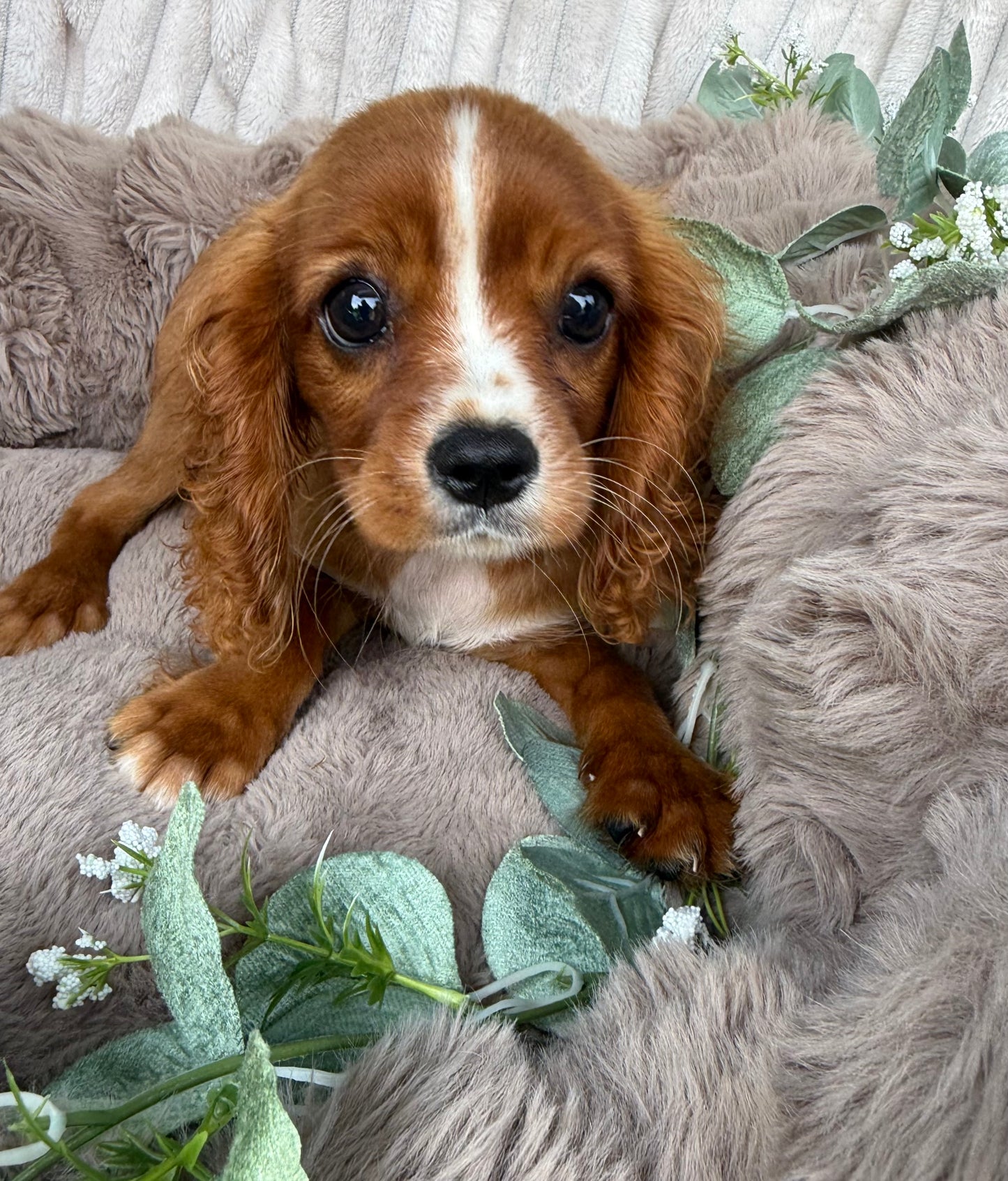 Ruby ❤️ | Female Cavalier King Charles Spaniel