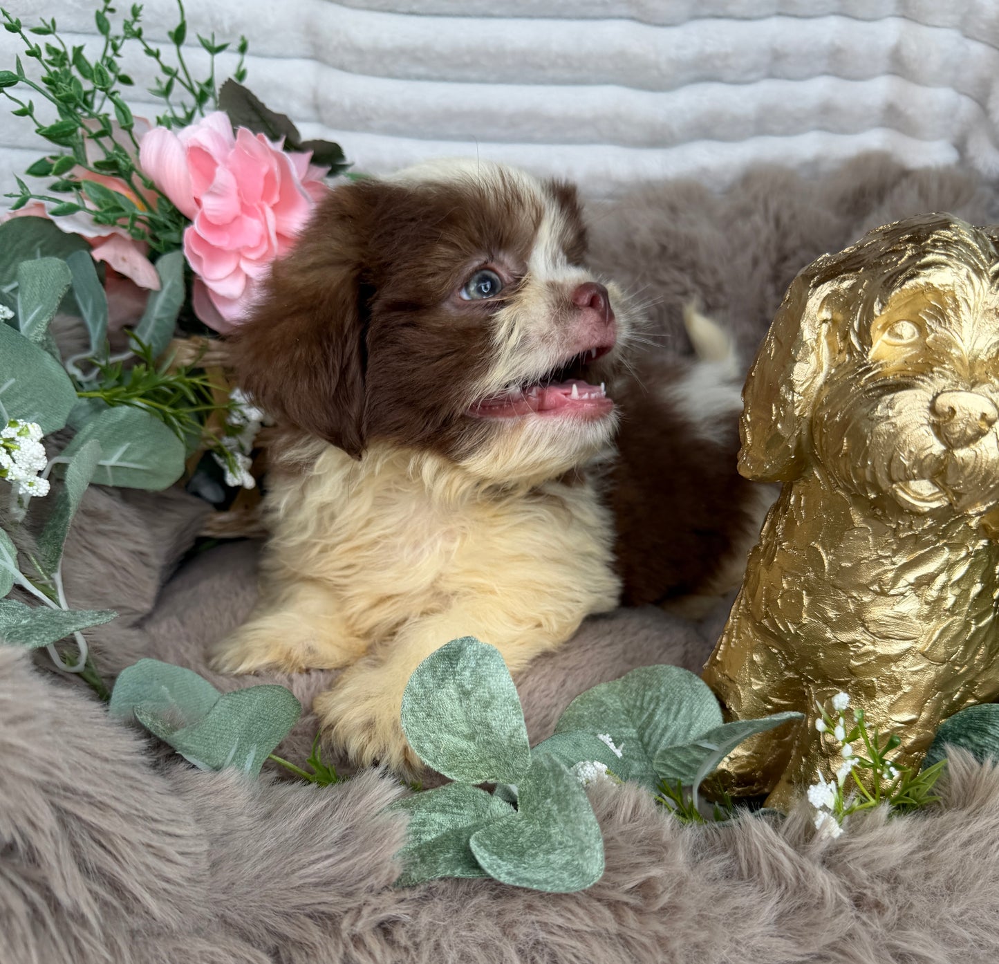 Chewy 🧸 | Male Teddy Bear Puppy