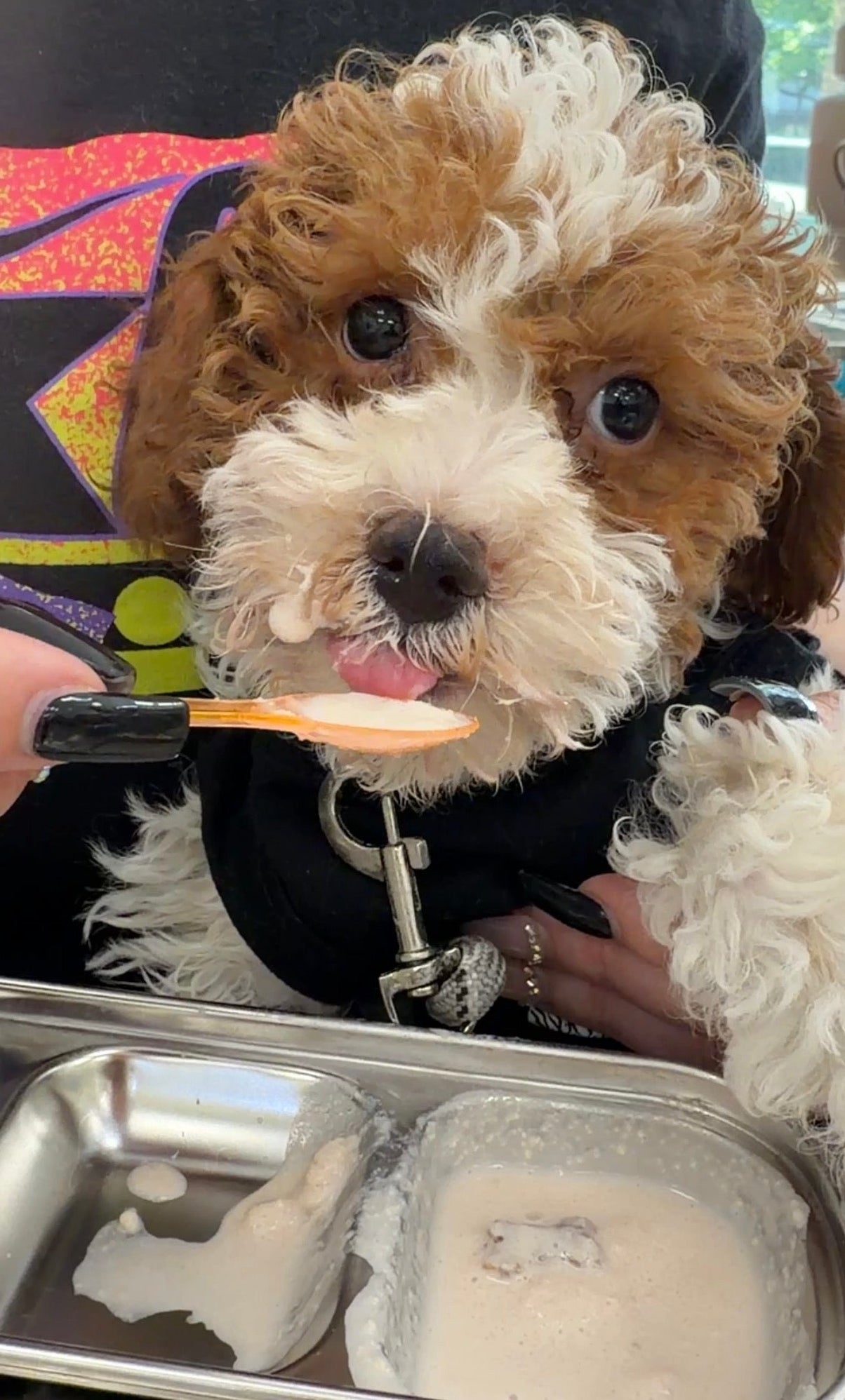 Layla 🤍 Female Cockapoo Puppy