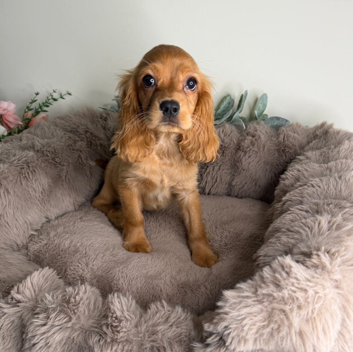 Meet Honey 🍯🤎 Female Cocker Spaniel