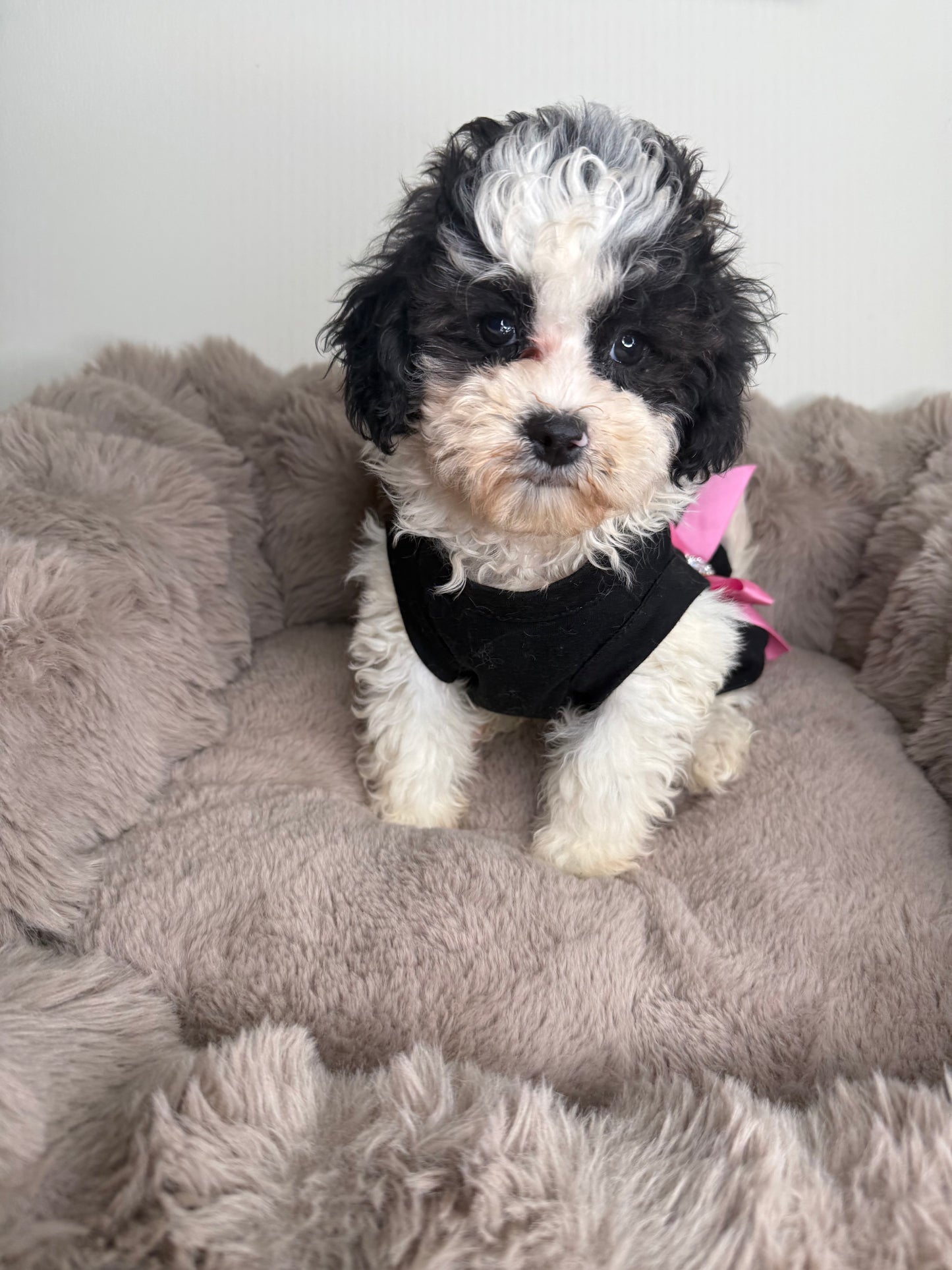 Lillian “Lil” 🌸 | Female Maltipoo