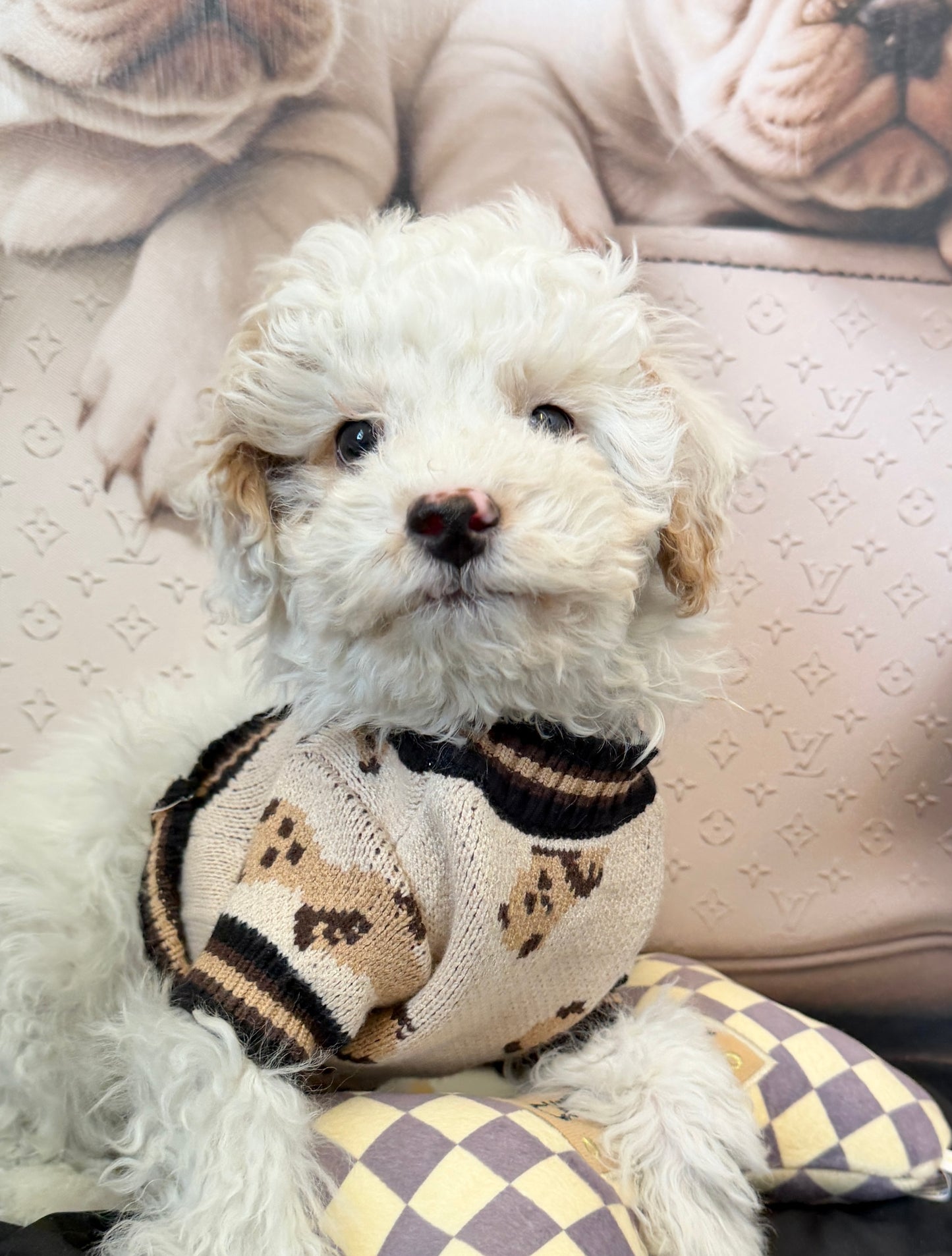 “Theo James” Toy Poodle • Male