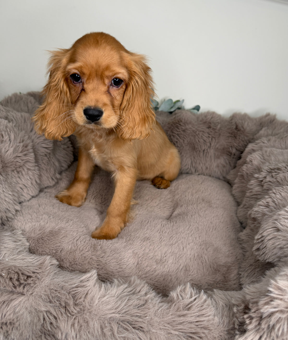 Meet Honey 🍯🤎 Female Cocker Spaniel