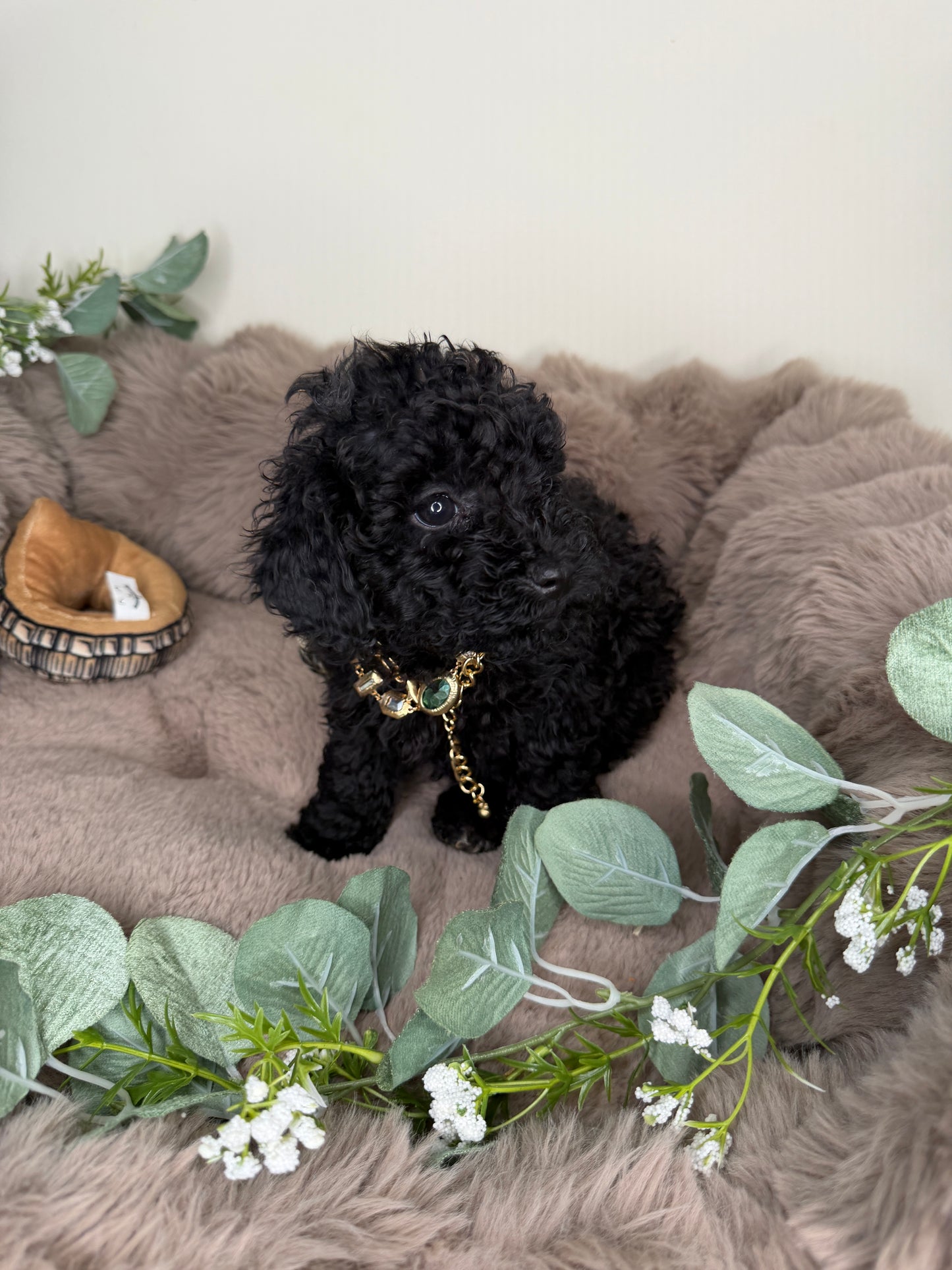 Diva 🖤 | Female Toy Poodle