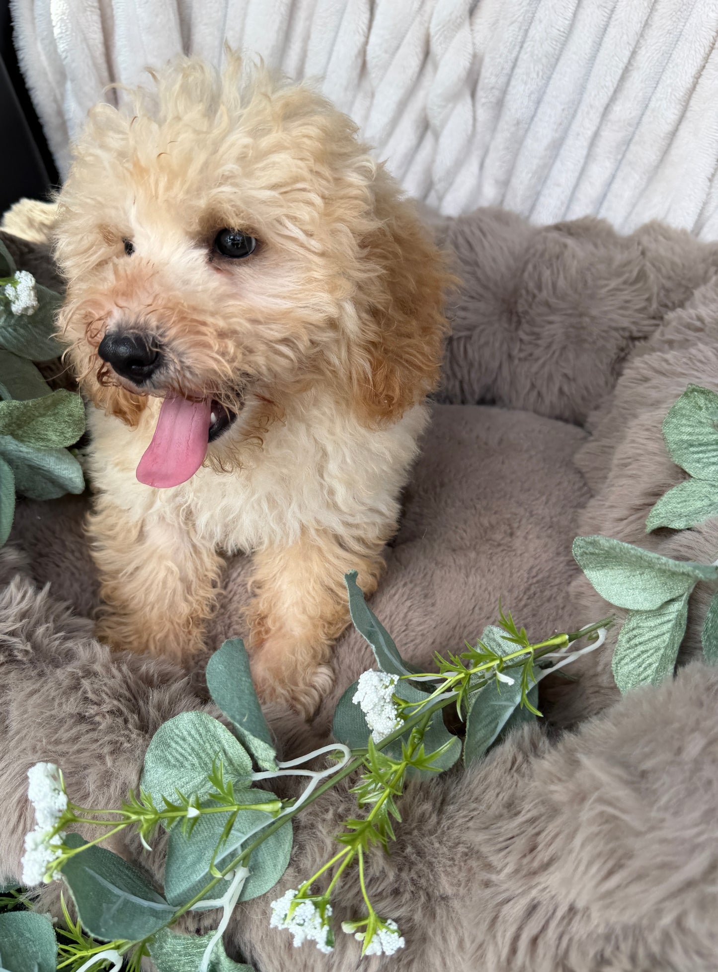 Houston 🧸 | Male Teddy Bear Puppy