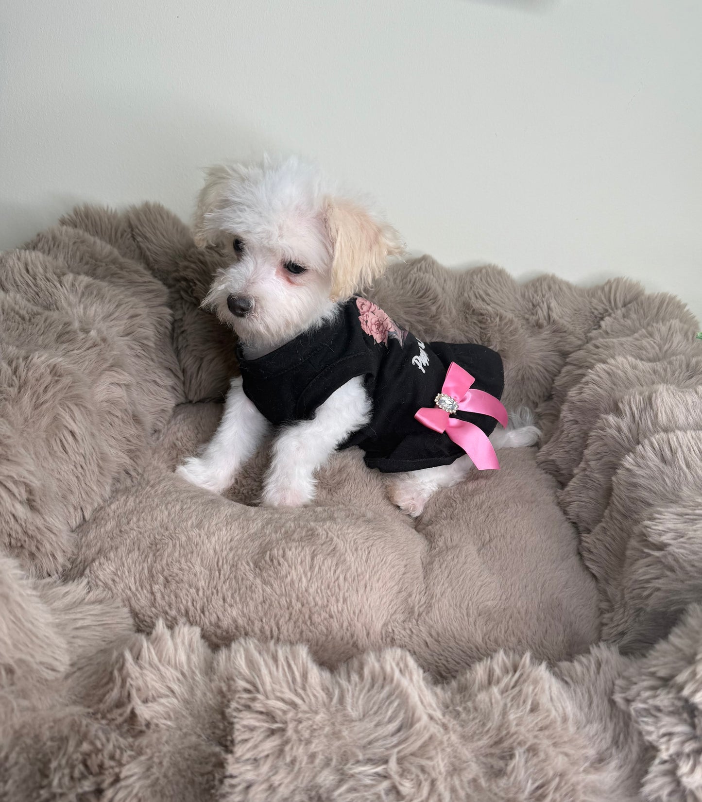 Daisy 🌼 | Female Morkie