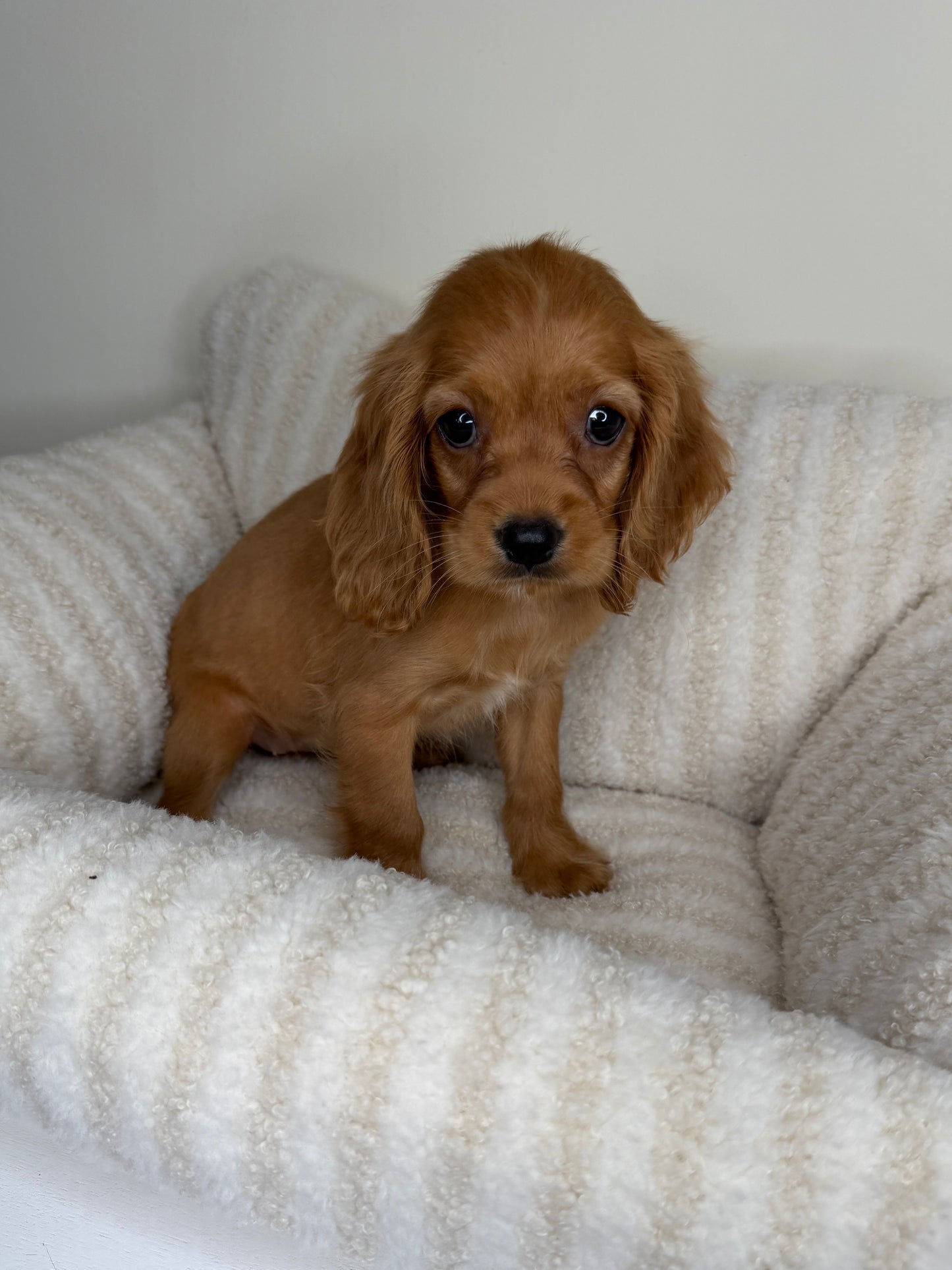 Meet Honey 🍯🤎 Female Cocker Spaniel