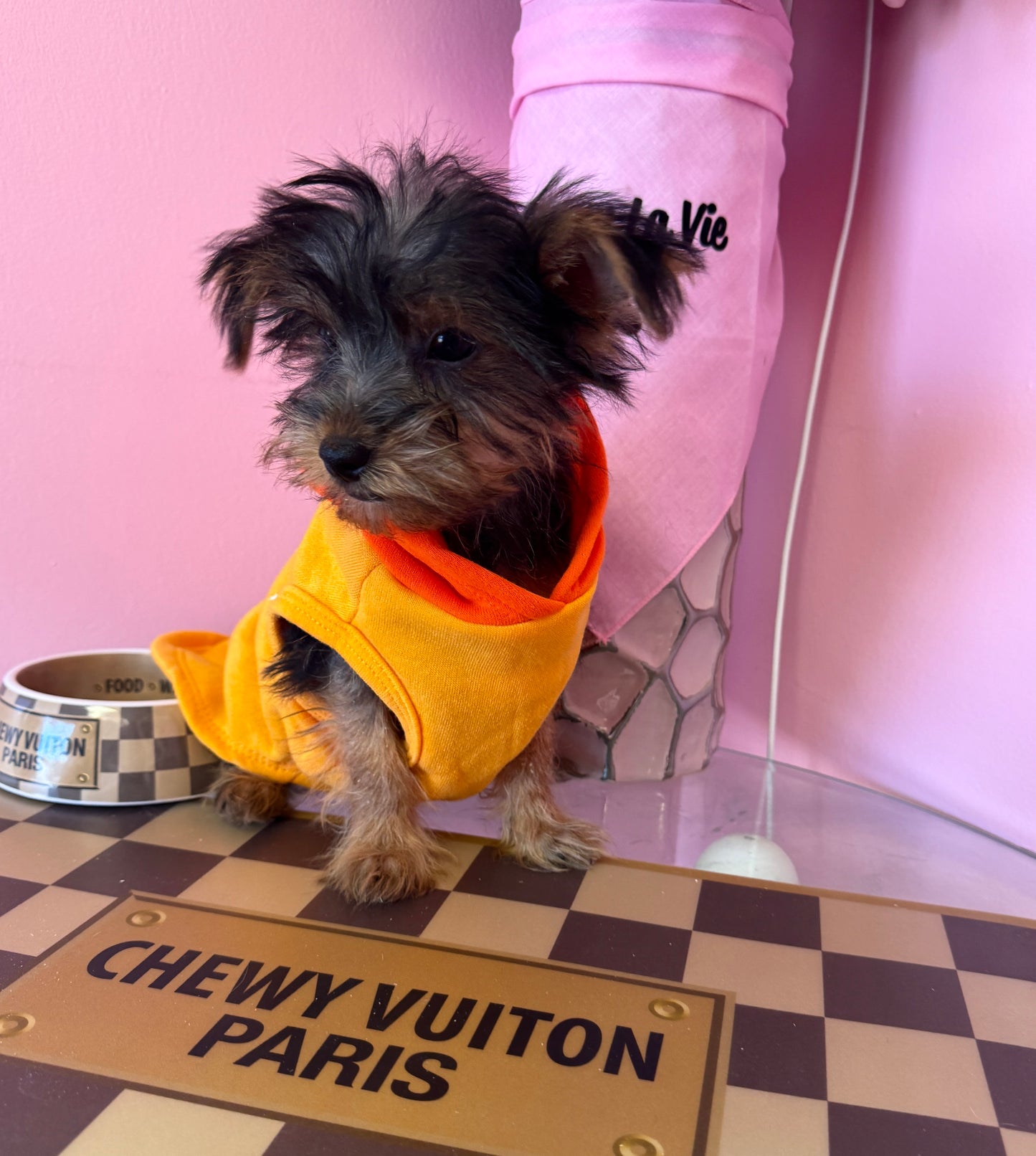 “Baxter” - Male Yorkshire Terrier (Yorkie) Puppy