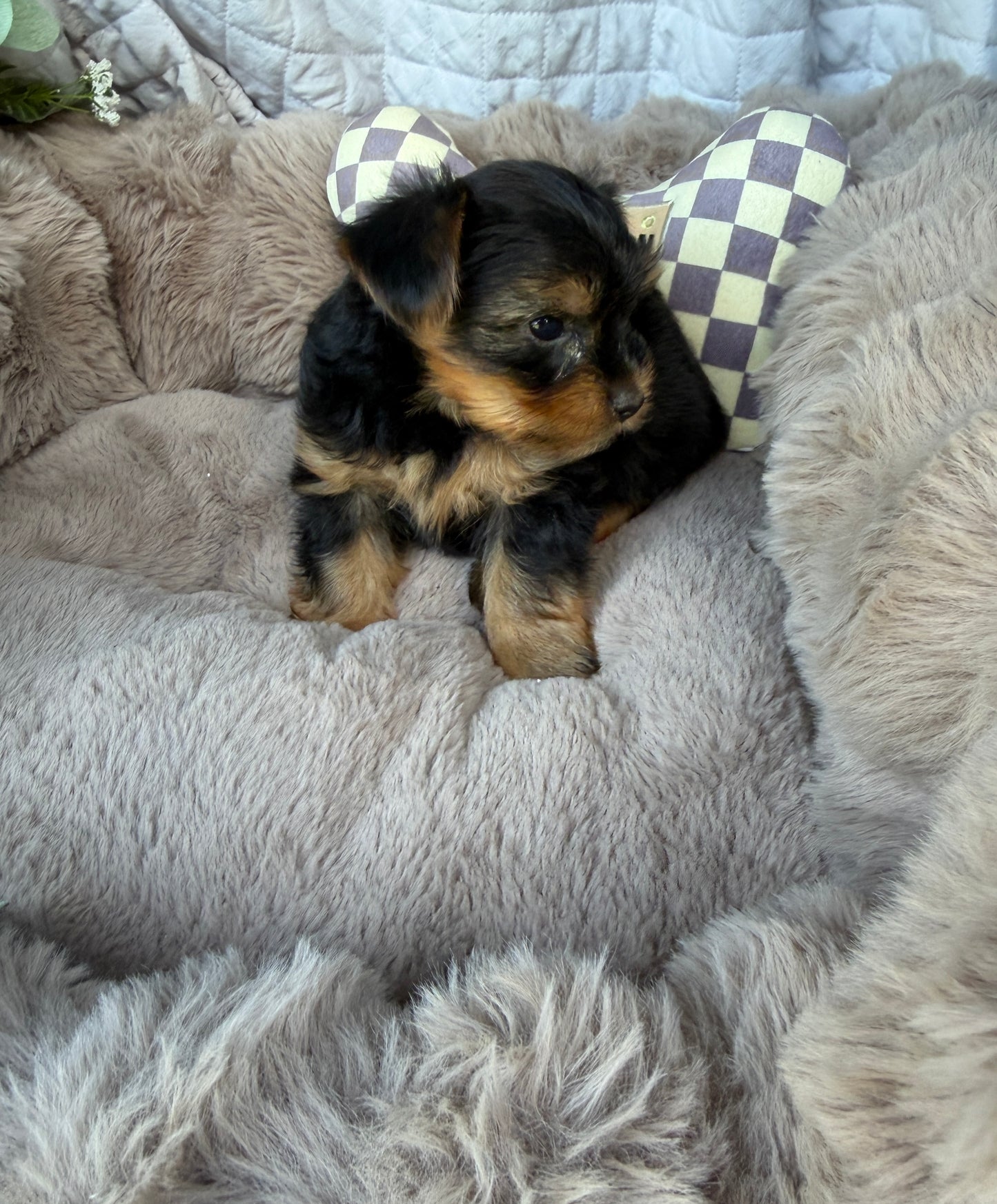 Luca 💙 | Male Toy Yorkie