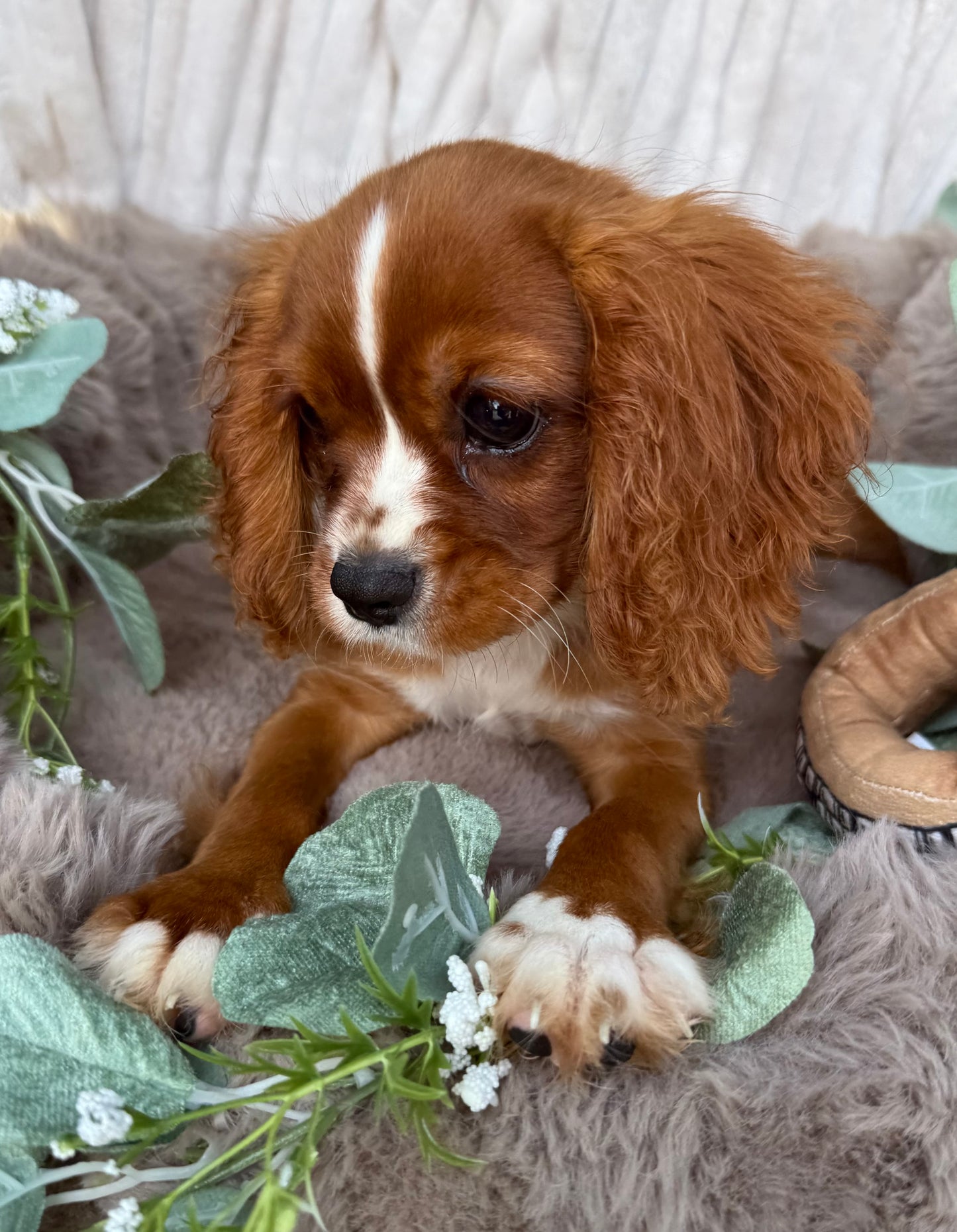 Roscoe 👑 | Male Cavalier King Charles Spaniel