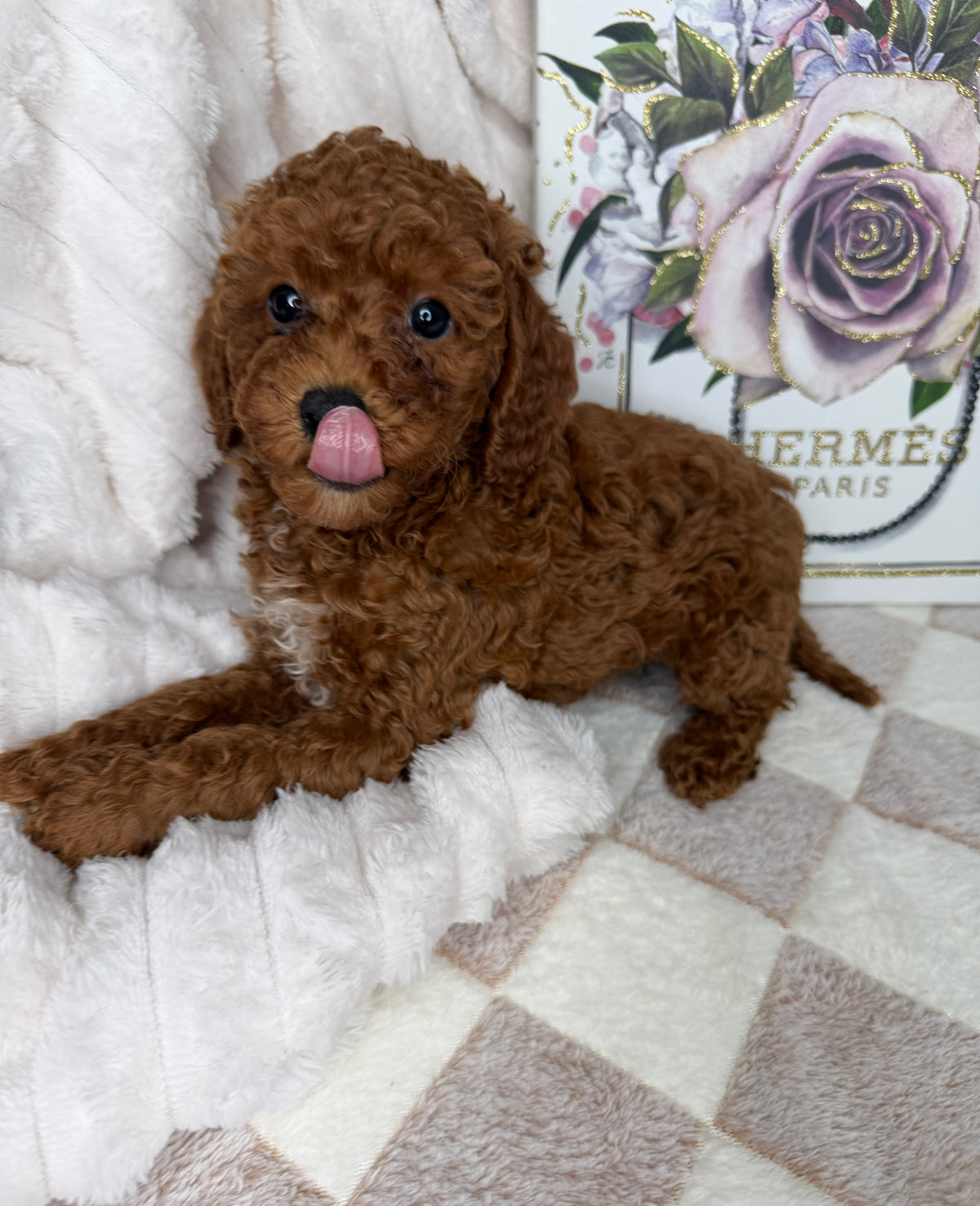 Royce 💙 | Toy Male Goldendoodle Puppy