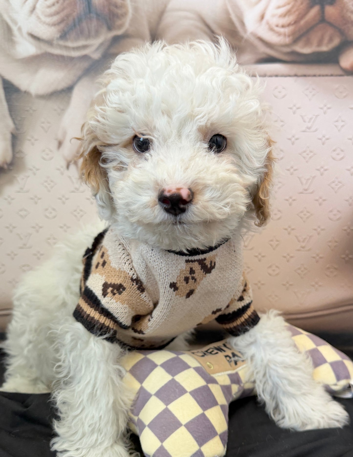 “Theo James” Toy Poodle • Male