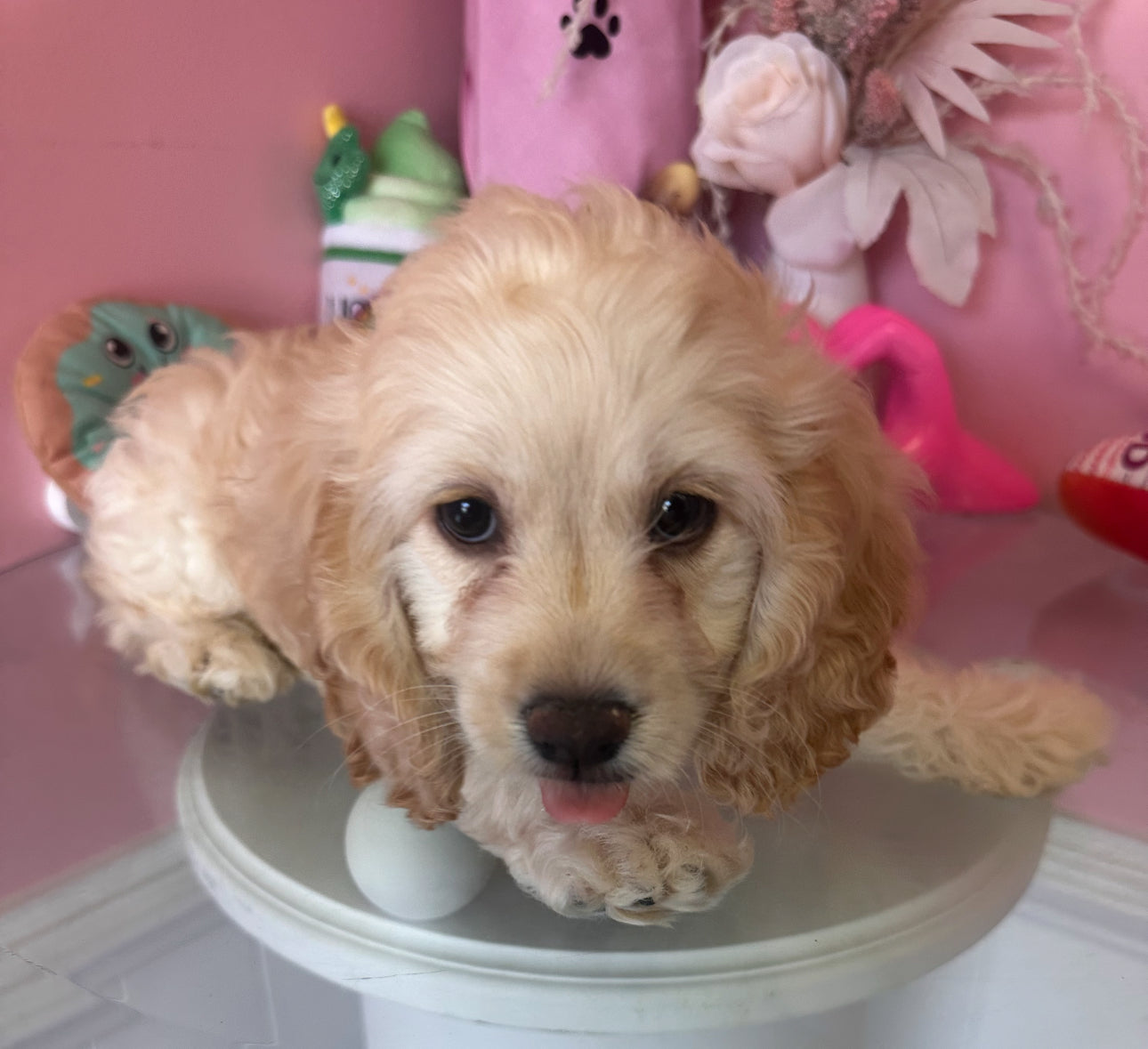 “Luna” ICA Cockapoo