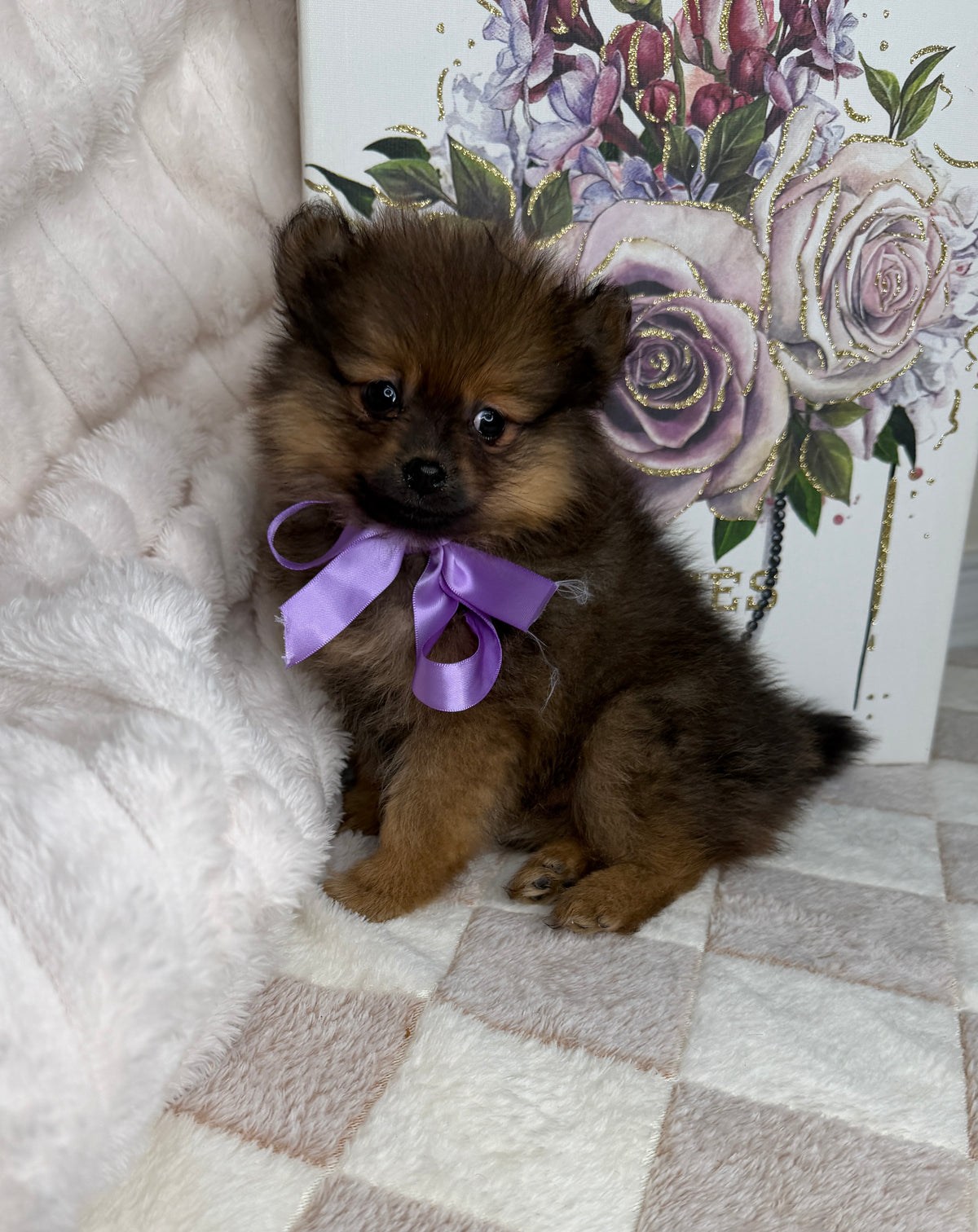 CoCo 🎀 | Female Toy Pomeranian