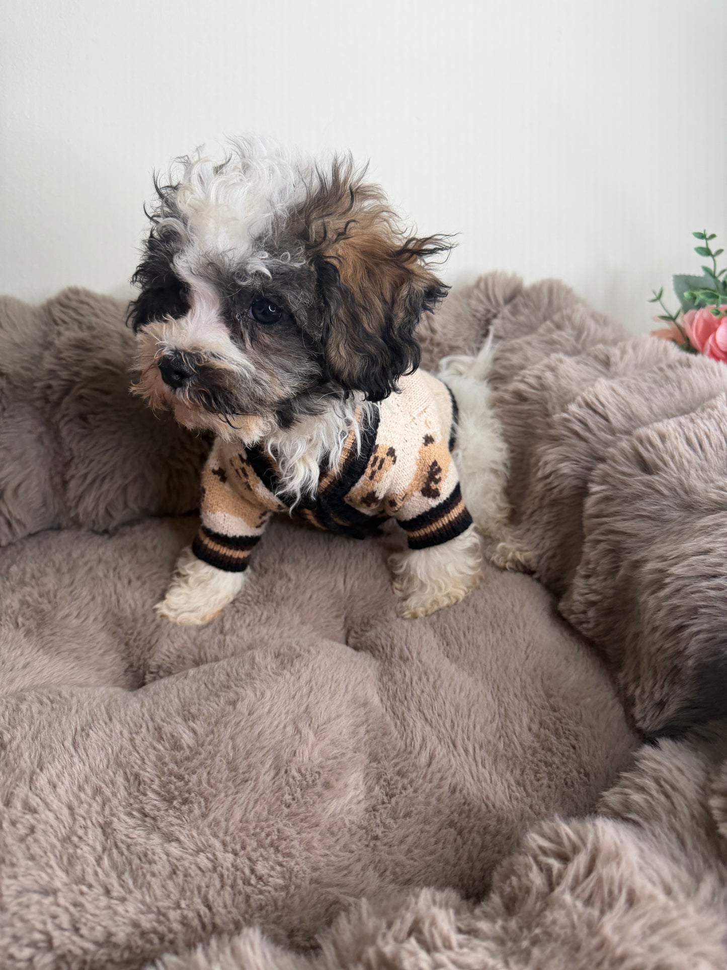 Phillip “Phil” 🐾 | Male Maltipoo