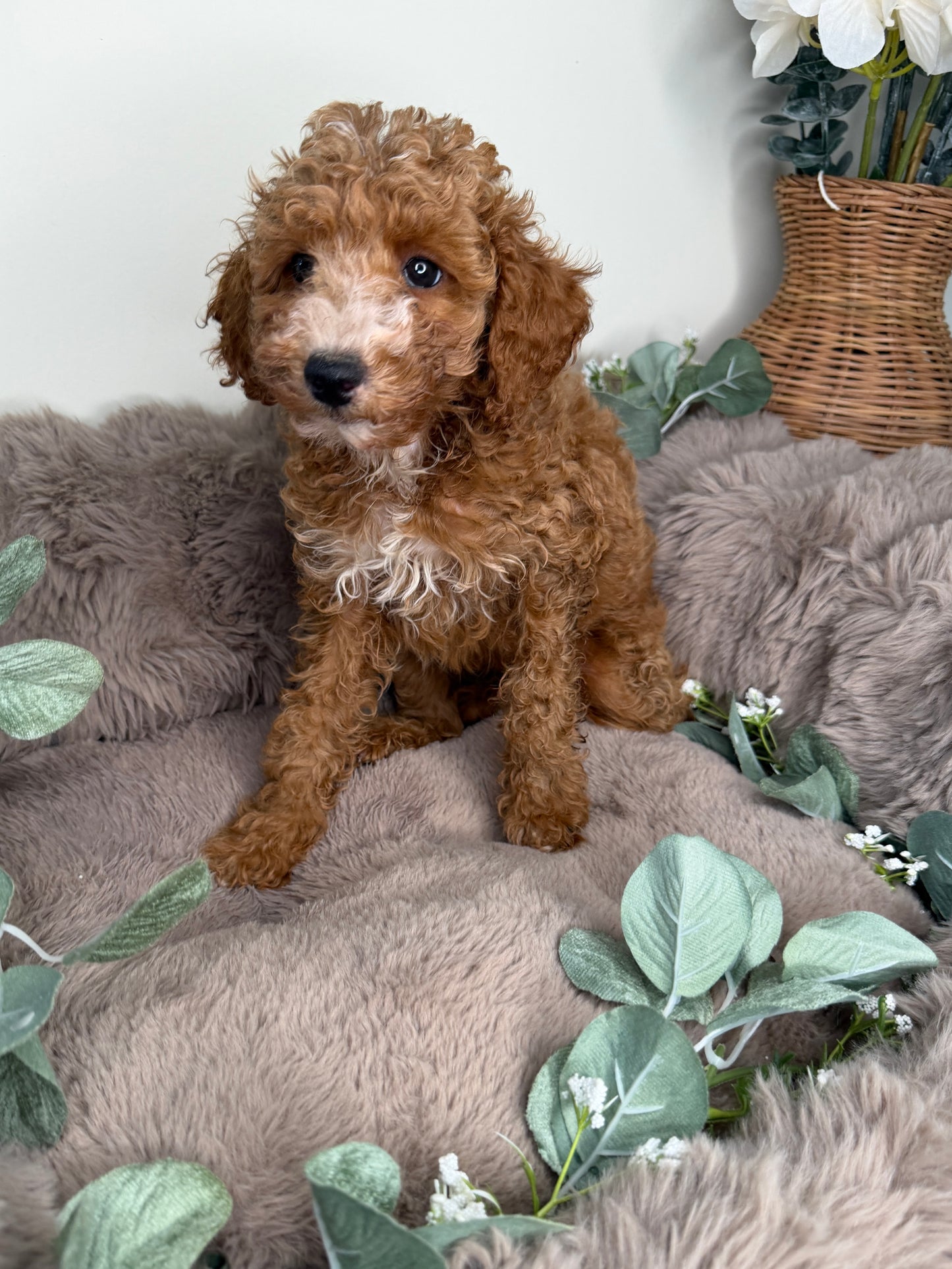 Delilah 🌸 | Female Cockapoo Puppy