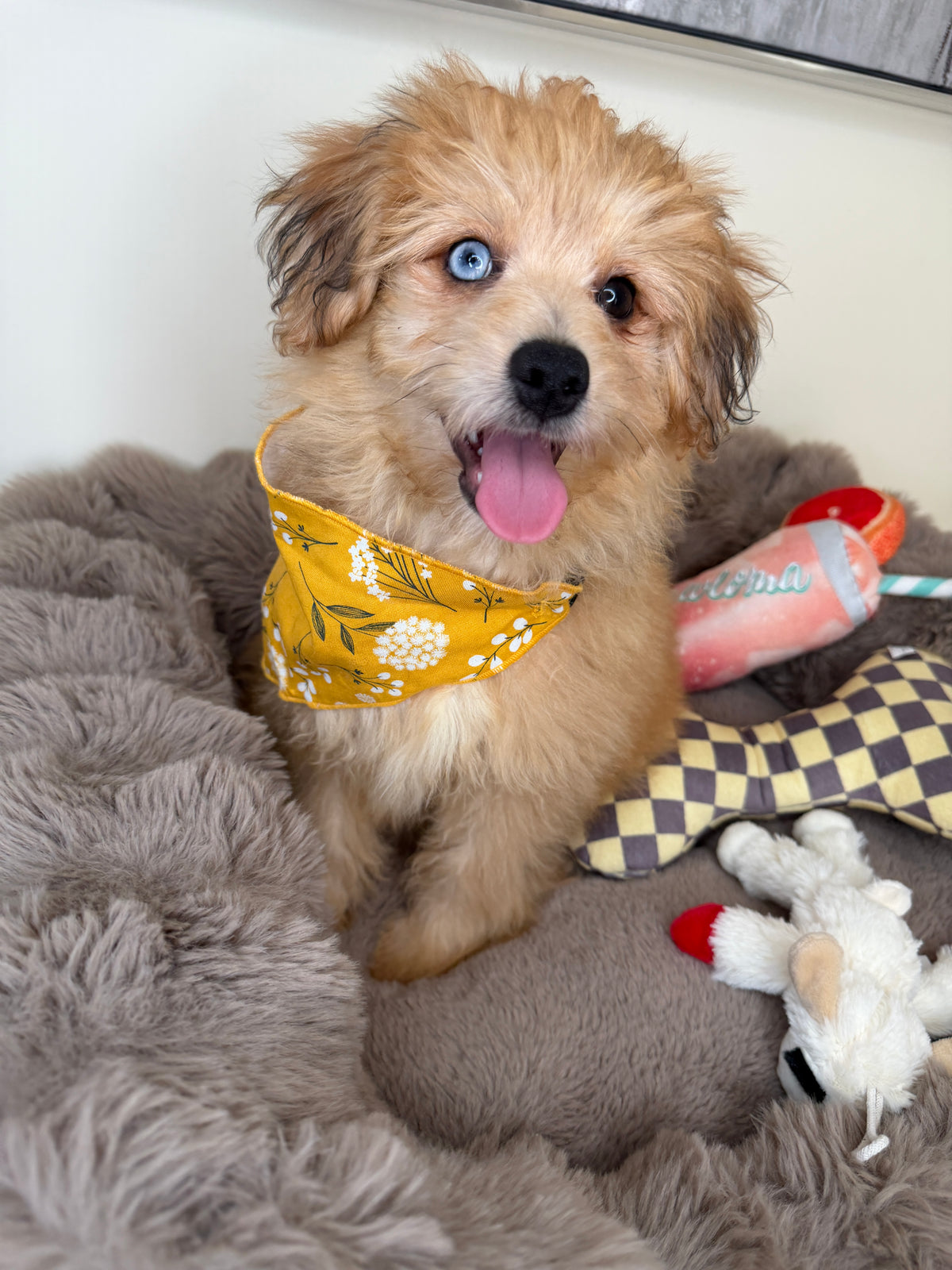 “Xena” Miniature Pomapoo!
