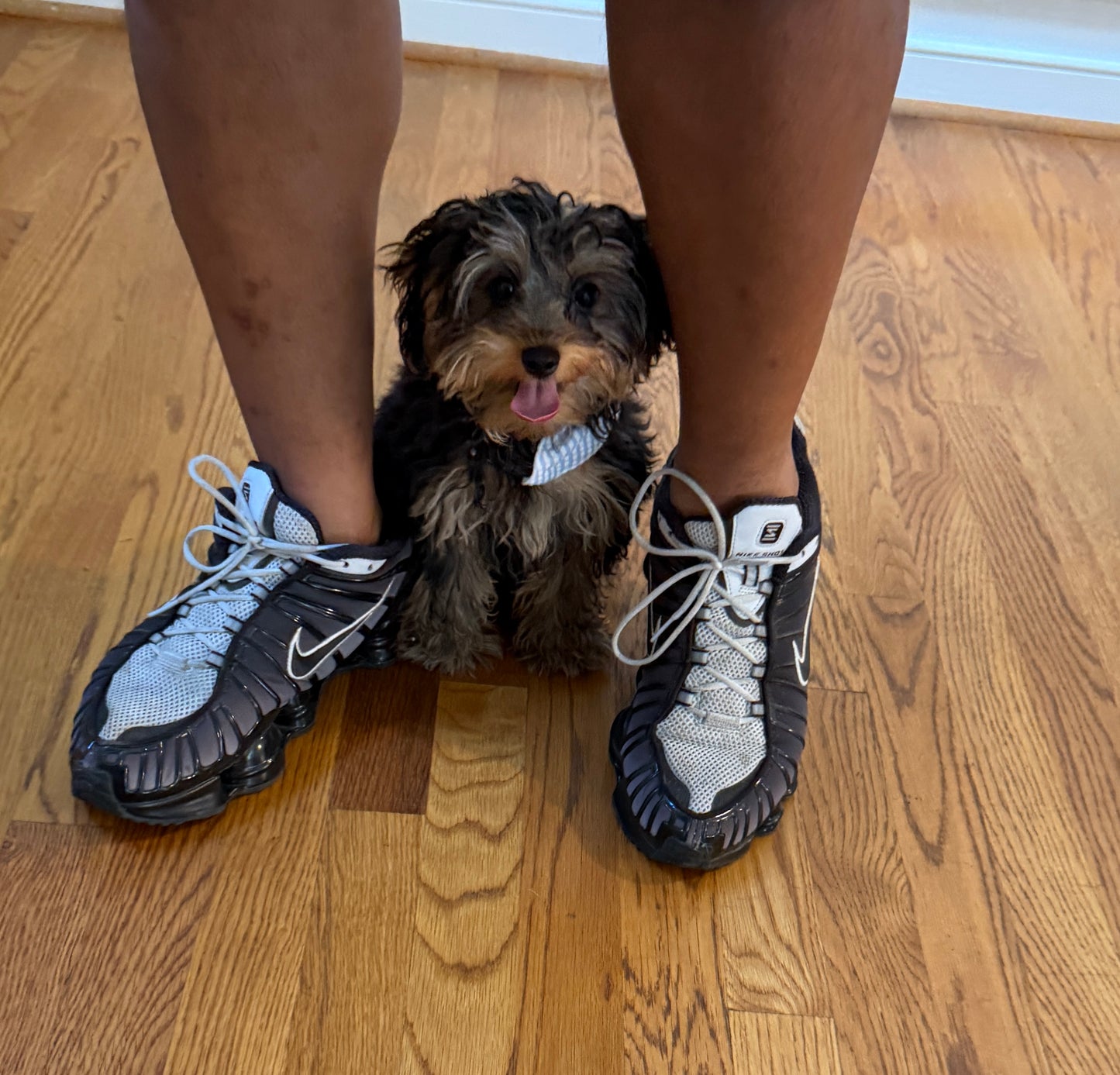 Kensington 💙 | Male Yorkie Poo Puppy