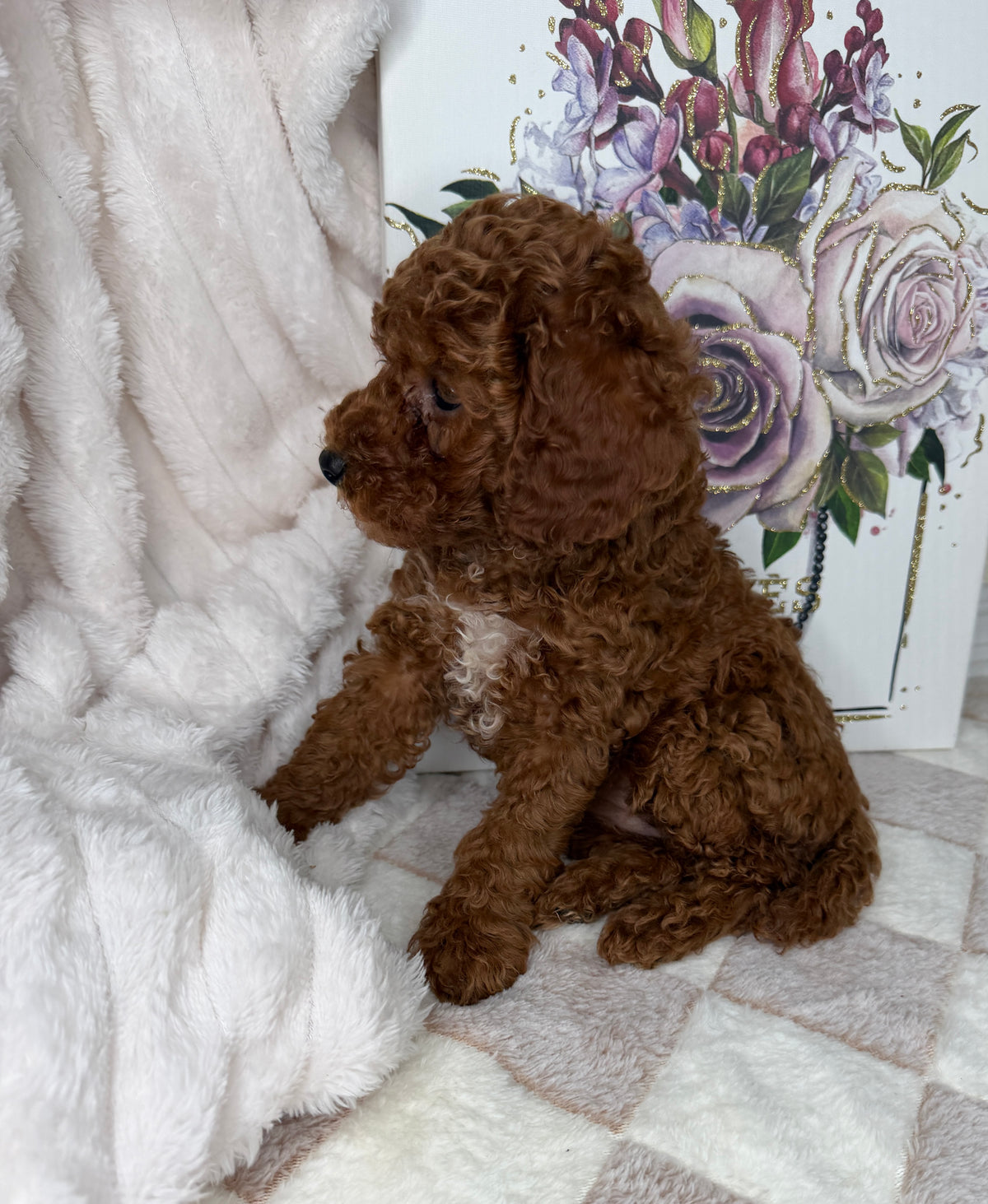 Royce 💙 | Toy Male Goldendoodle Puppy