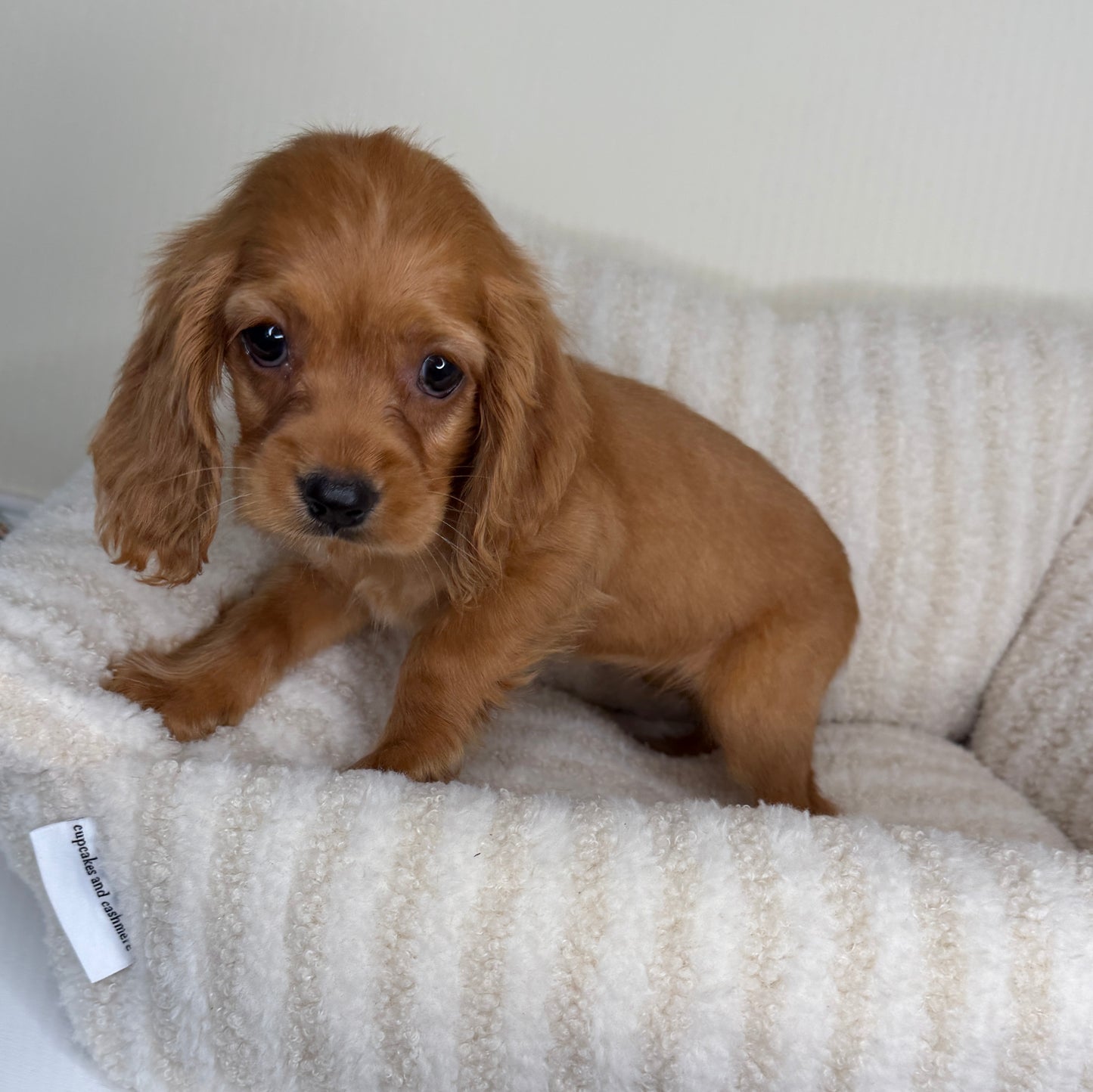 Meet Honey 🍯🤎 Female Cocker Spaniel