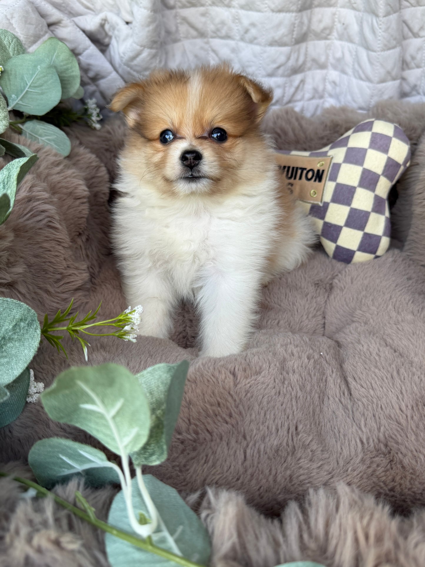 Millie Mae 🩷 | Female Toy Pomeranian