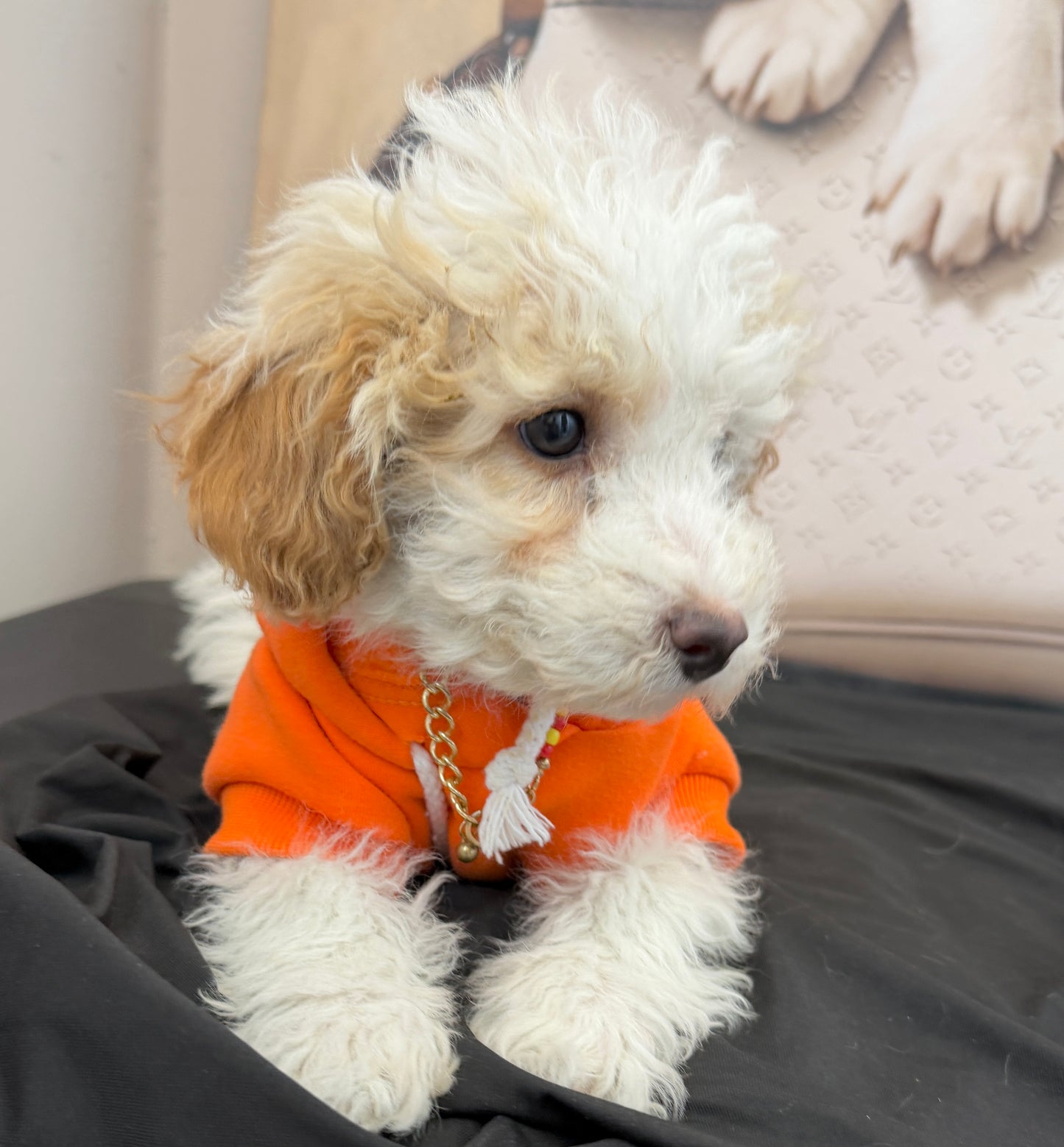 “Bella Mae” Toy Poodle • Female✨