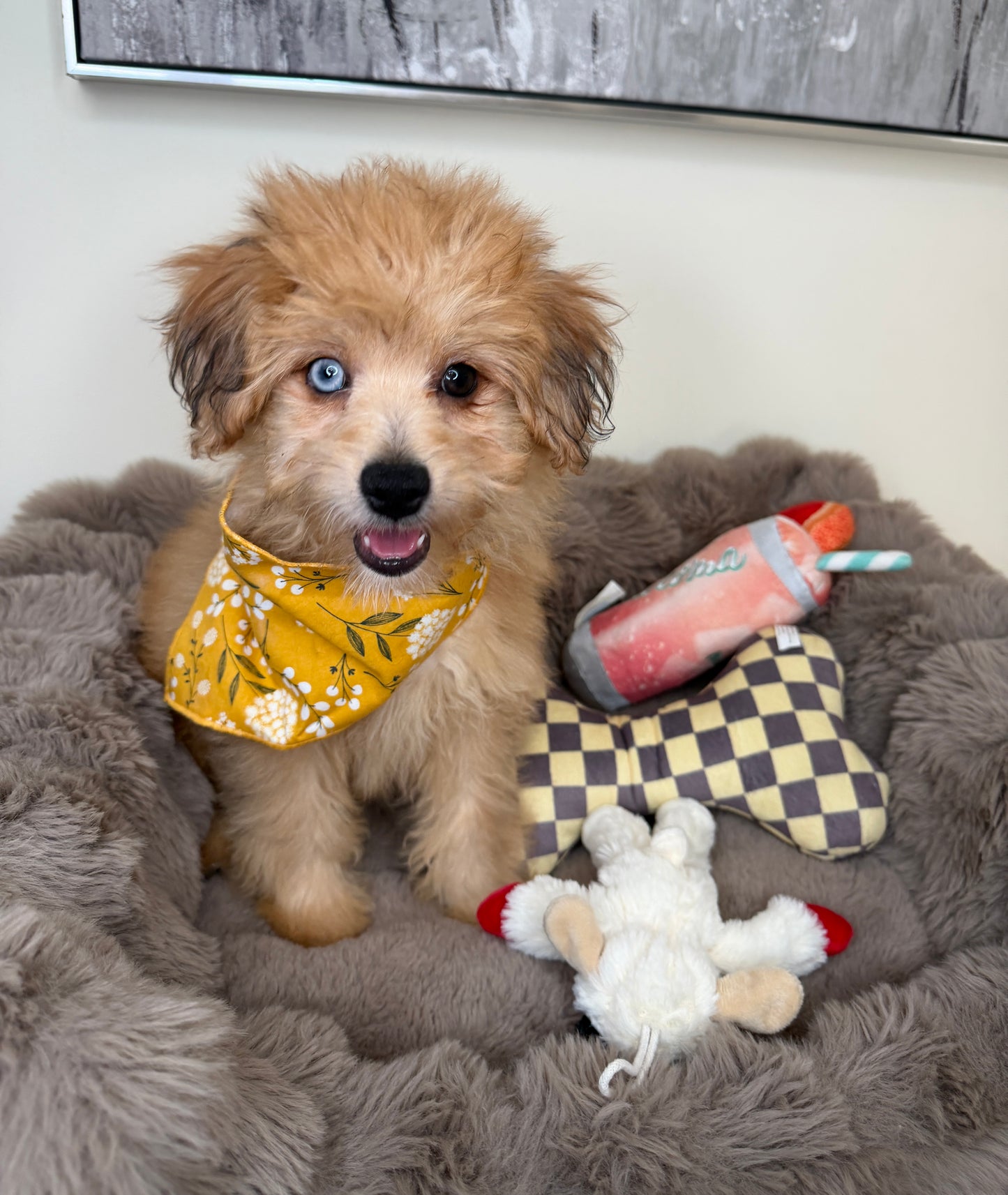 “Xena” Miniature Pomapoo!