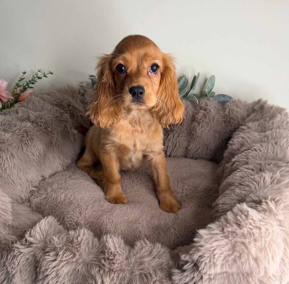 Meet Honey 🍯🤎 Female Cocker Spaniel