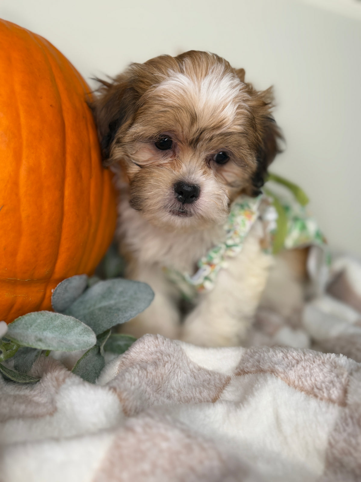 Clover: Maltipoo Girl