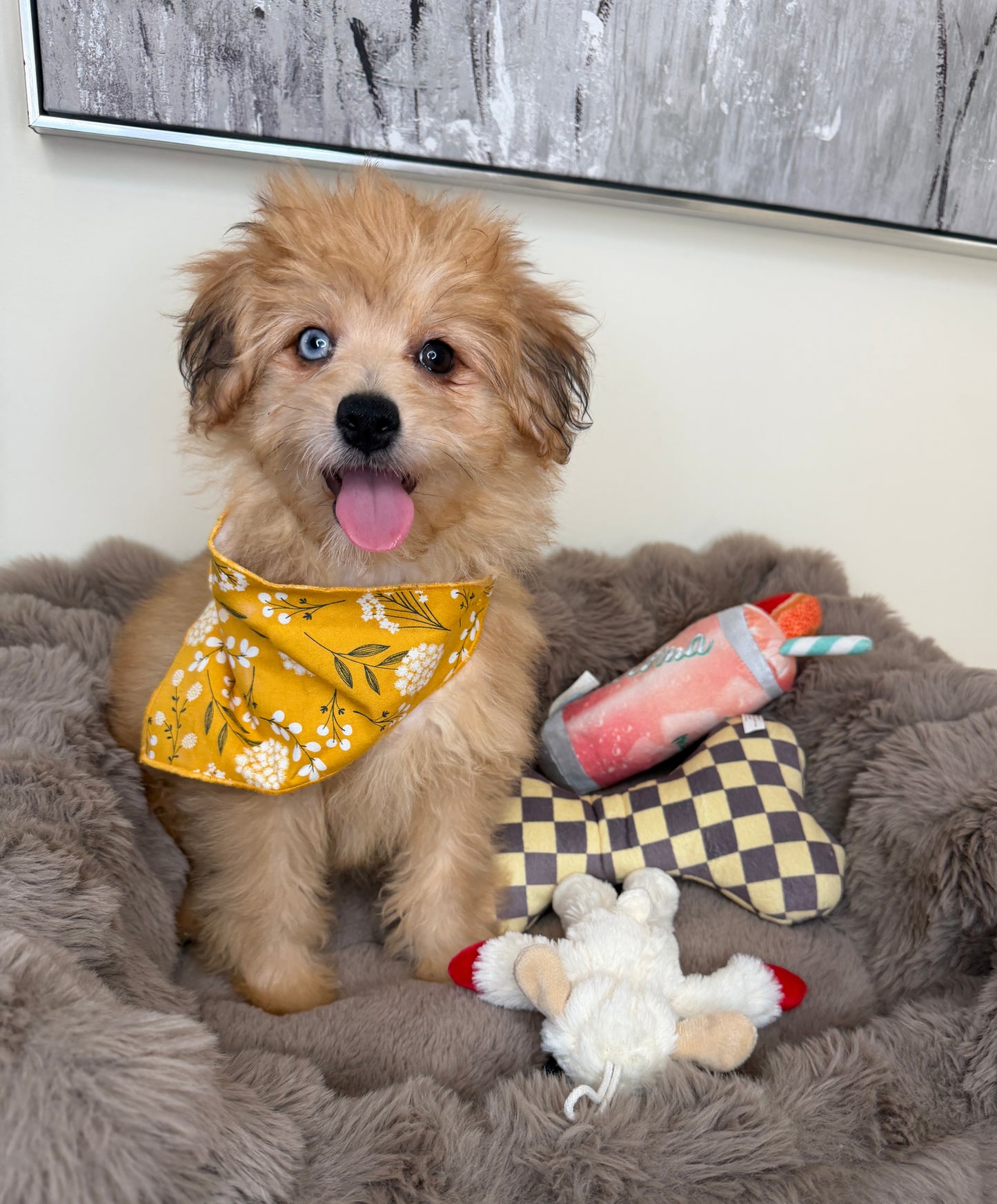 “Xena” Miniature Pomapoo!