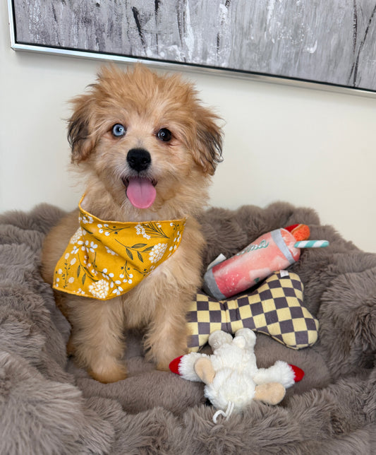 “Xena” Miniature Pomapoo!