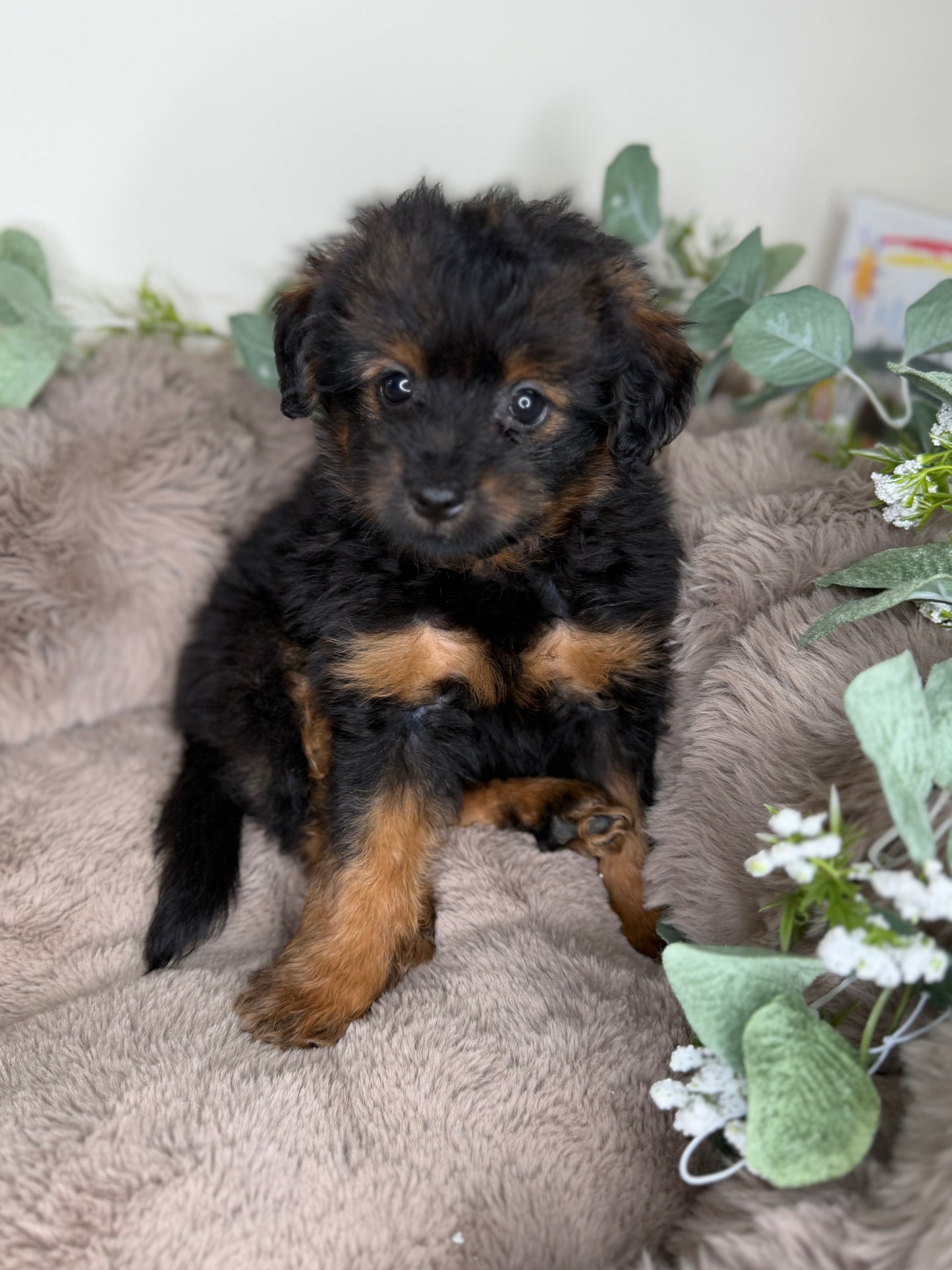 Onyx 🖤 | Male PomaPoo Puppy