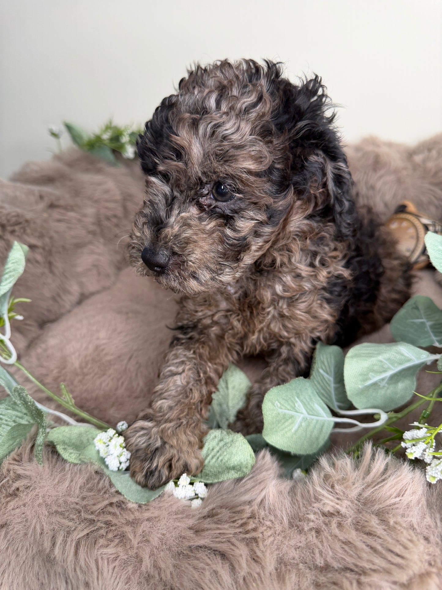 Apollo 💙 | Male Blue Merle Toy Poodle