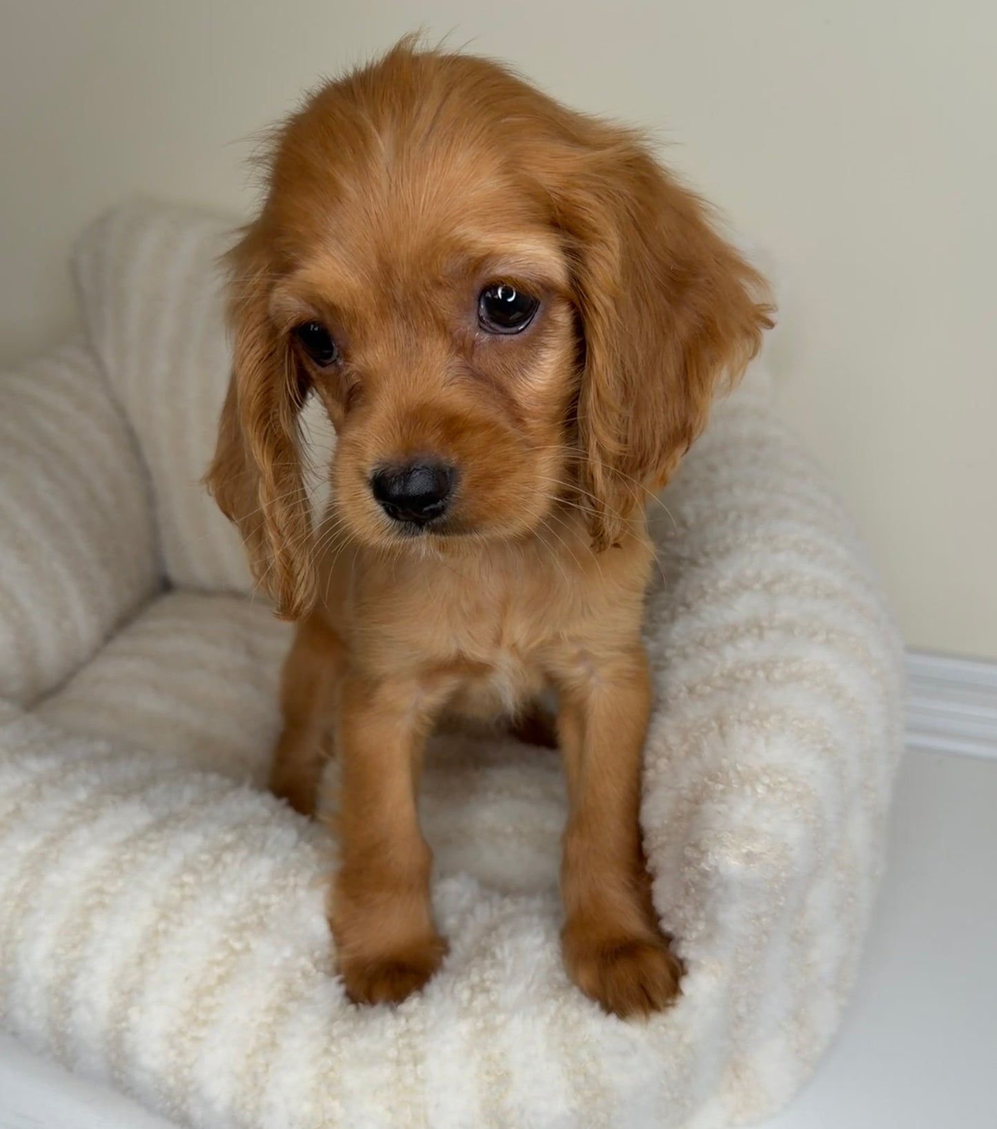Meet Honey 🍯🤎 Female Cocker Spaniel