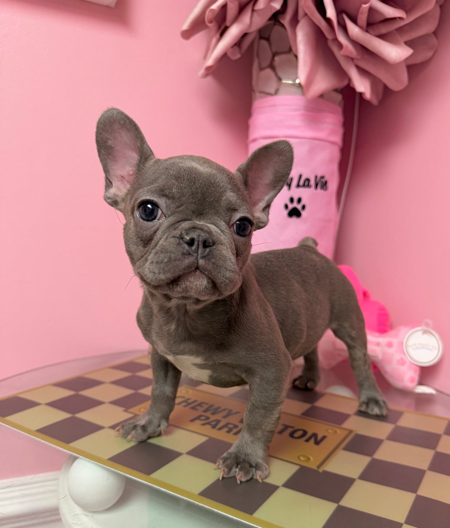 “Frankie” ACA French Bulldog