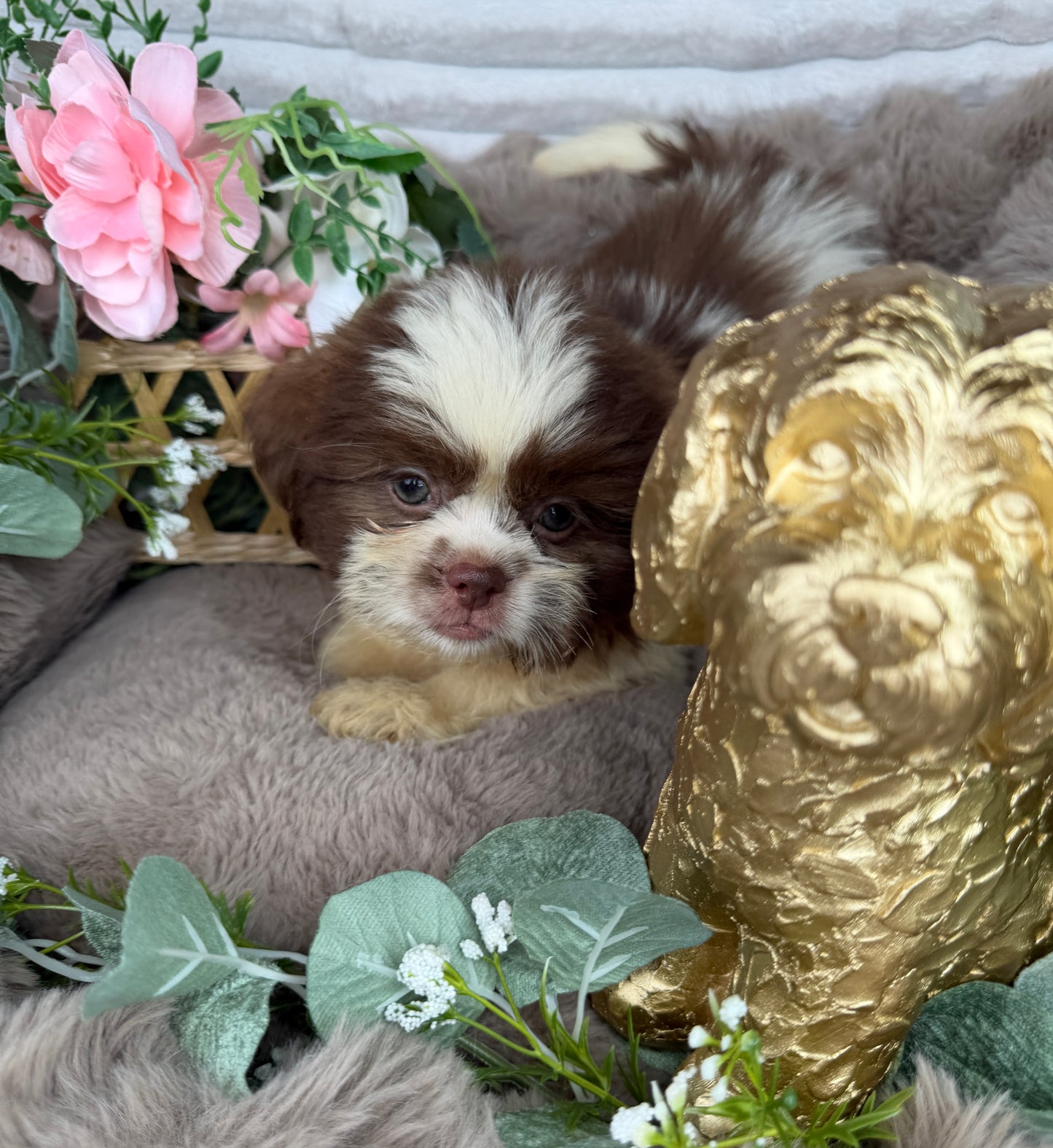Chewy 🧸 | Male Teddy Bear Puppy