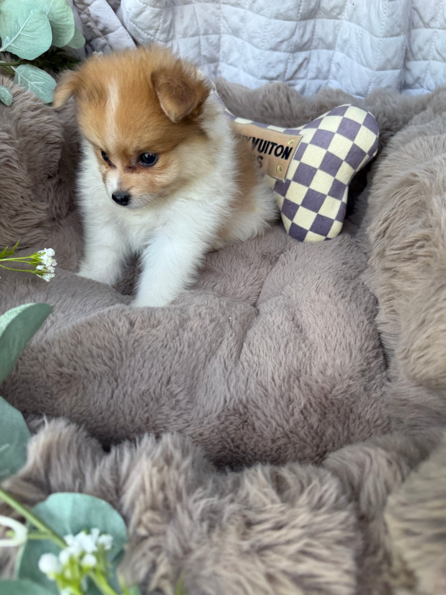 Millie Mae 🩷 | Female Toy Pomeranian