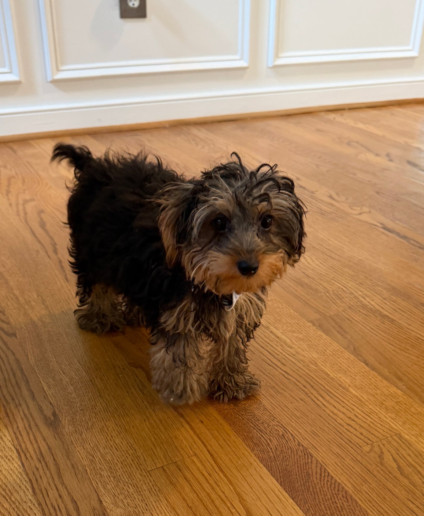 Kensington 💙 | Male Yorkie Poo Puppy