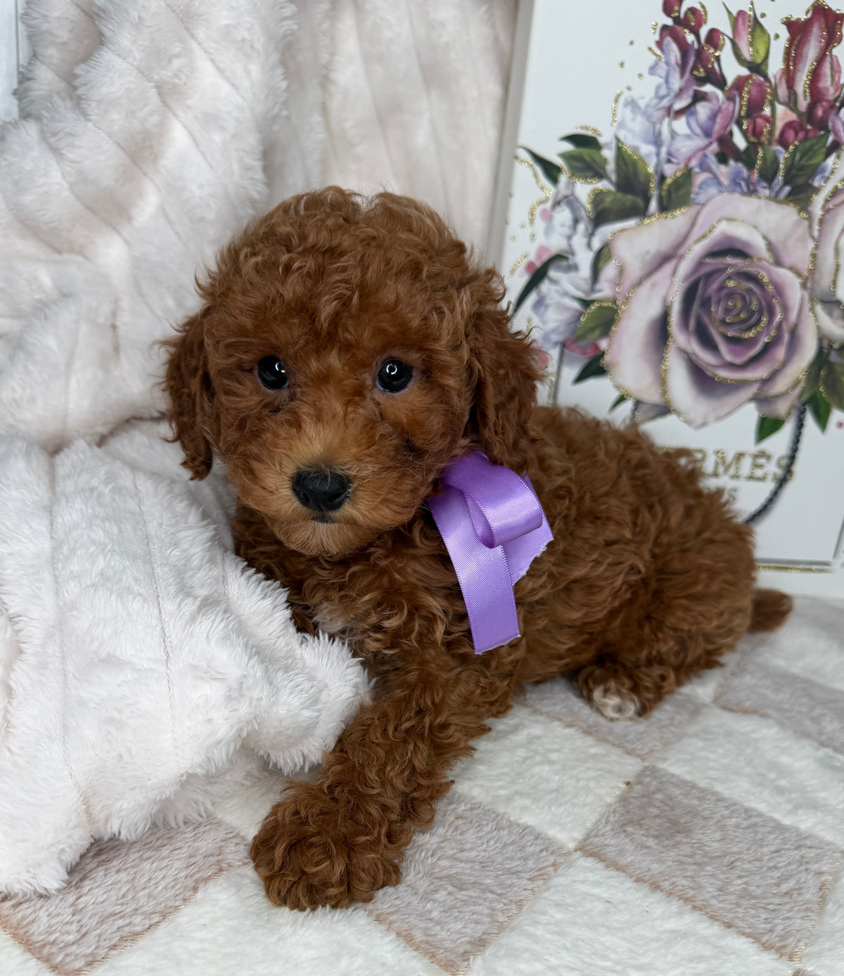 Muffin 🎀 | Female Toy Goldendoodle Puppy